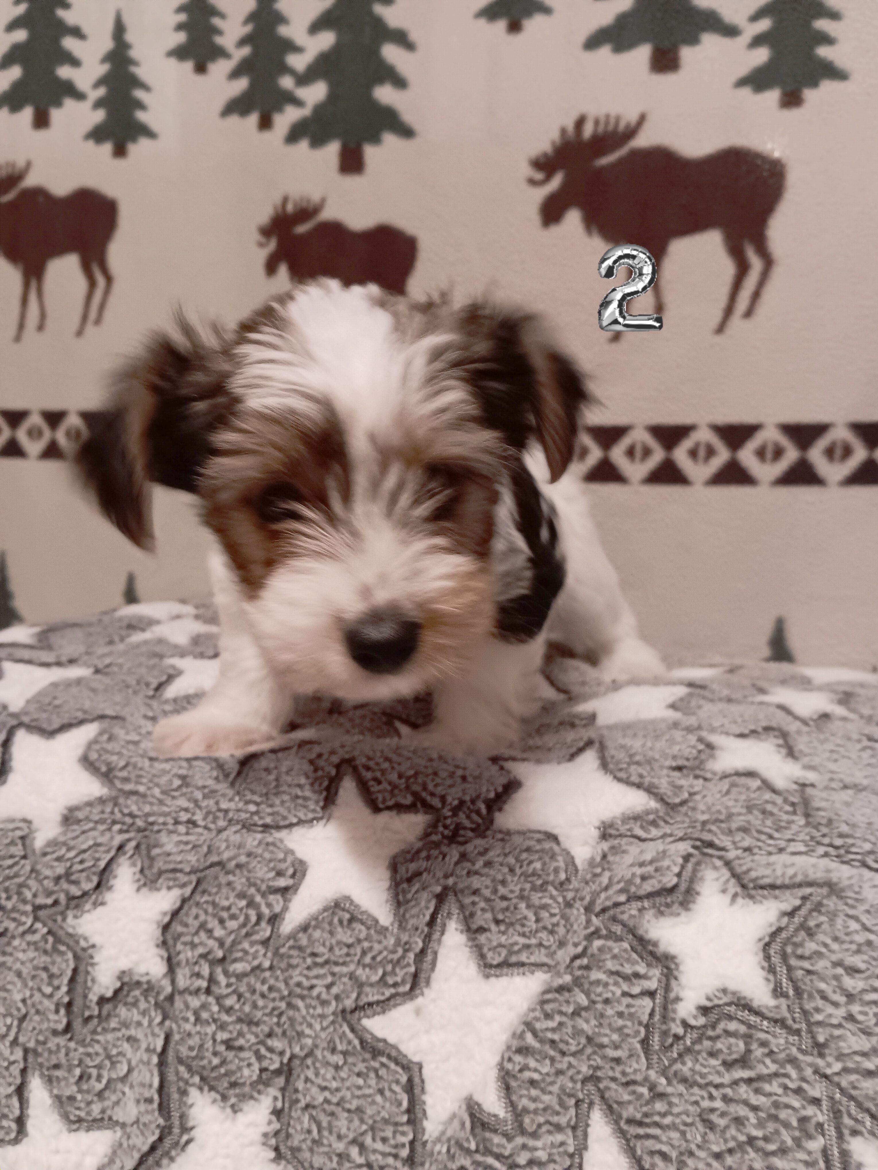 Parti-Biewer Yorkshire Terrier 3 female puppies image 5