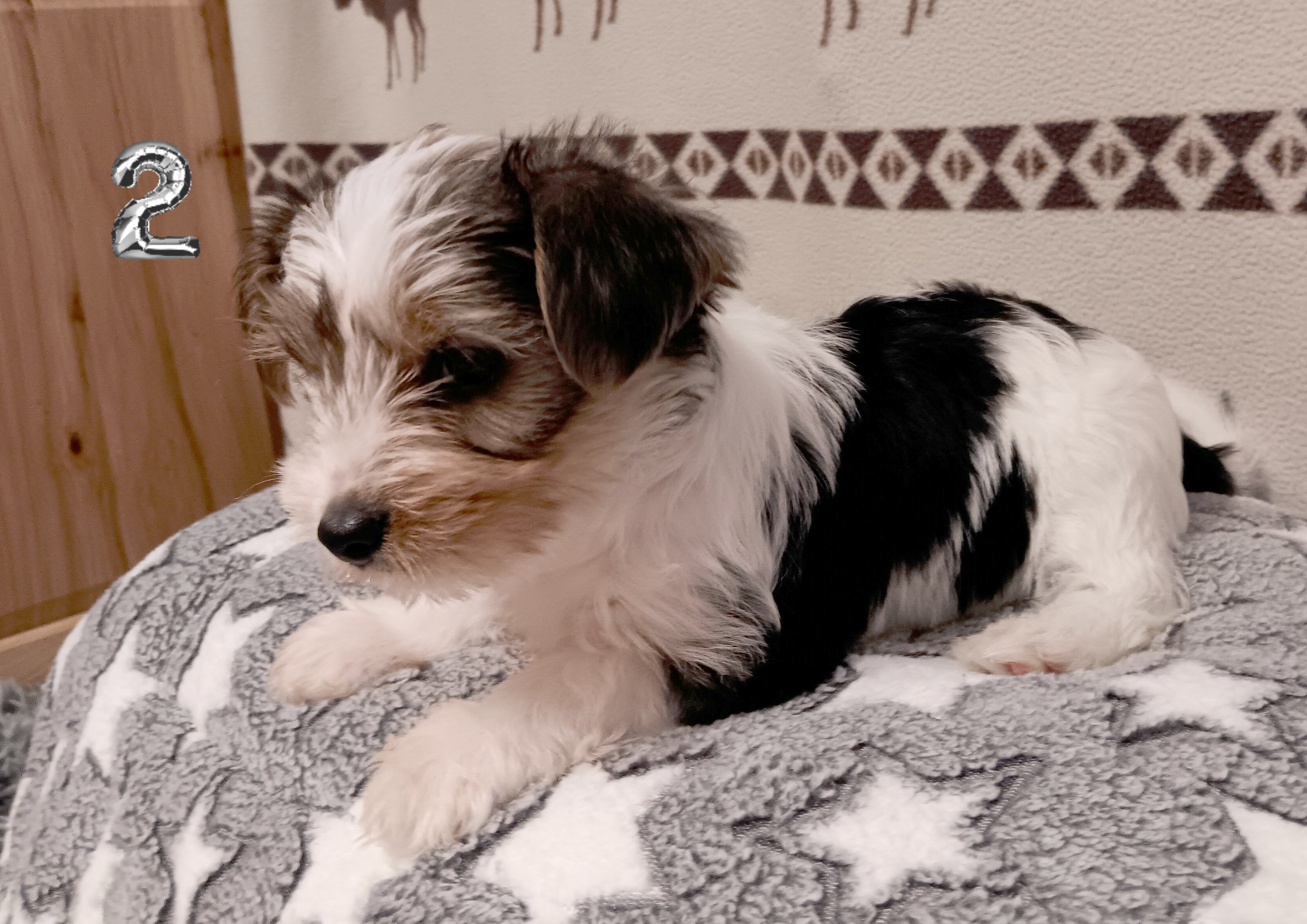 Parti-Biewer Yorkshire Terrier 3 female puppies image 6