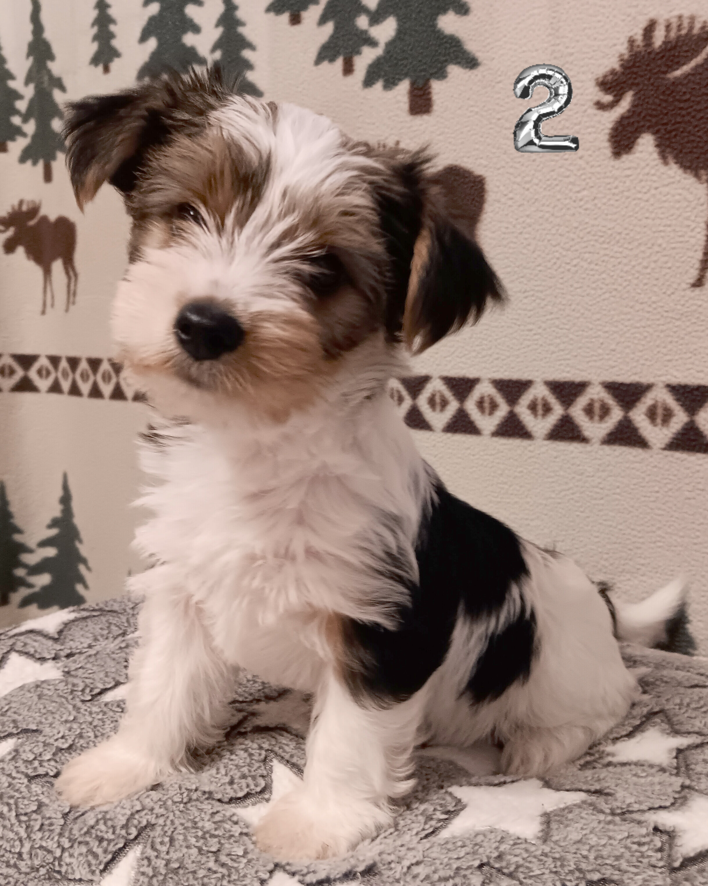 Parti-Biewer Yorkshire Terrier 3 female puppies image 4