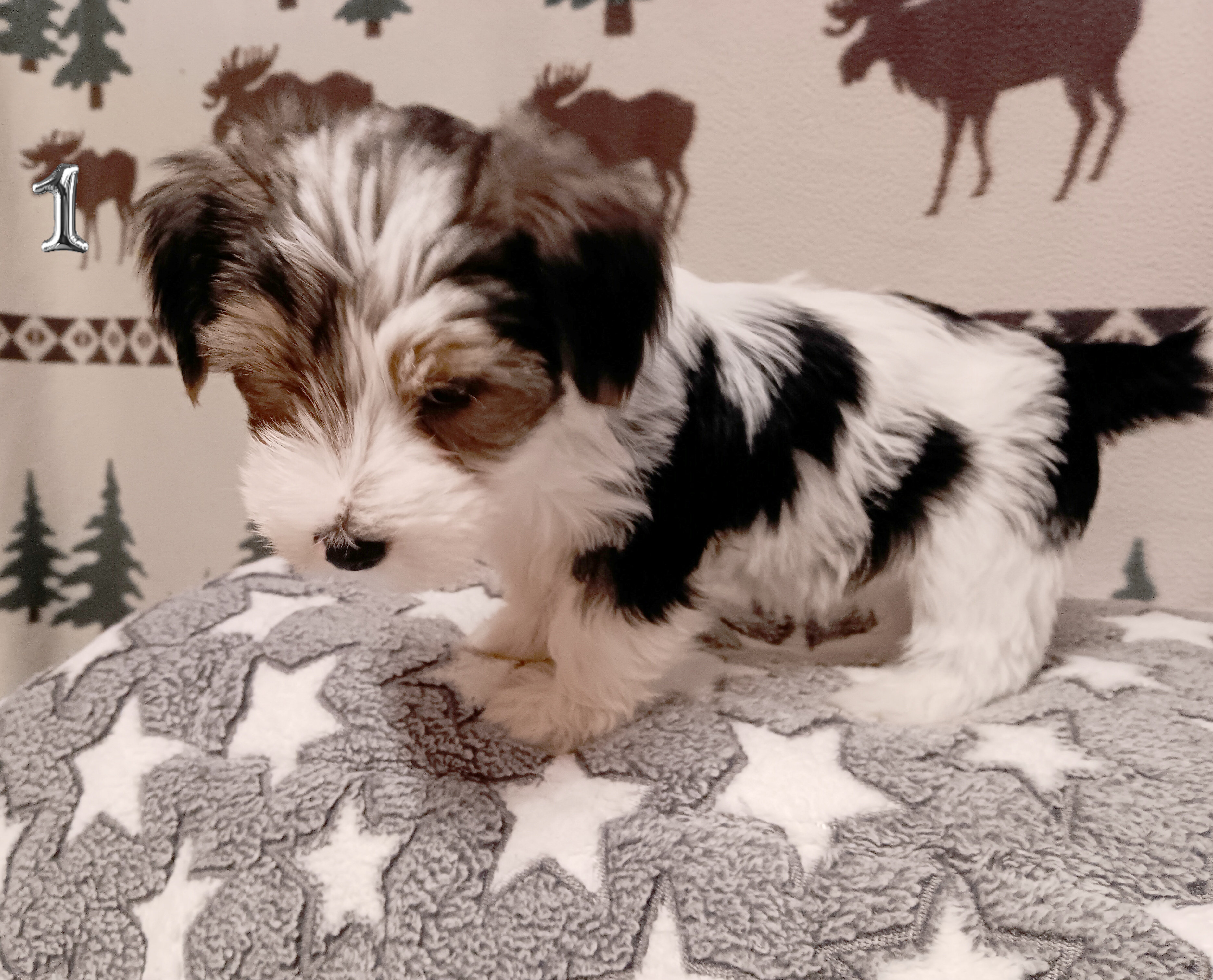 Parti-Biewer Yorkshire Terrier 3 female puppies image 1