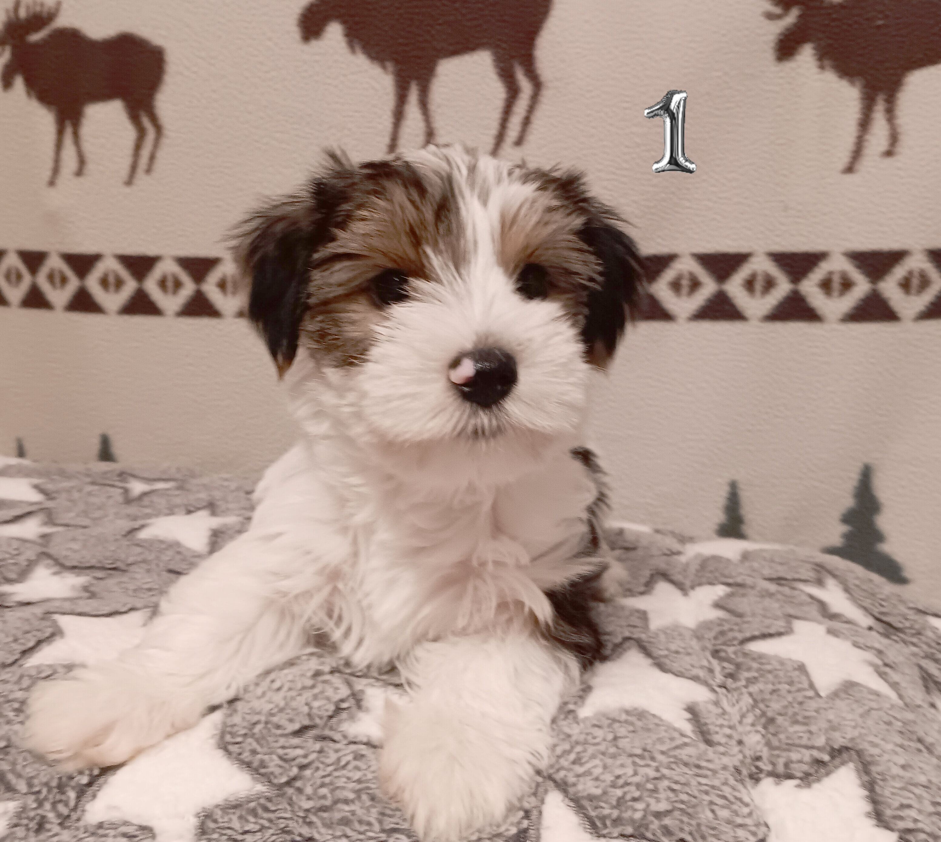 Parti-Biewer Yorkshire Terrier 3 female puppies image 3