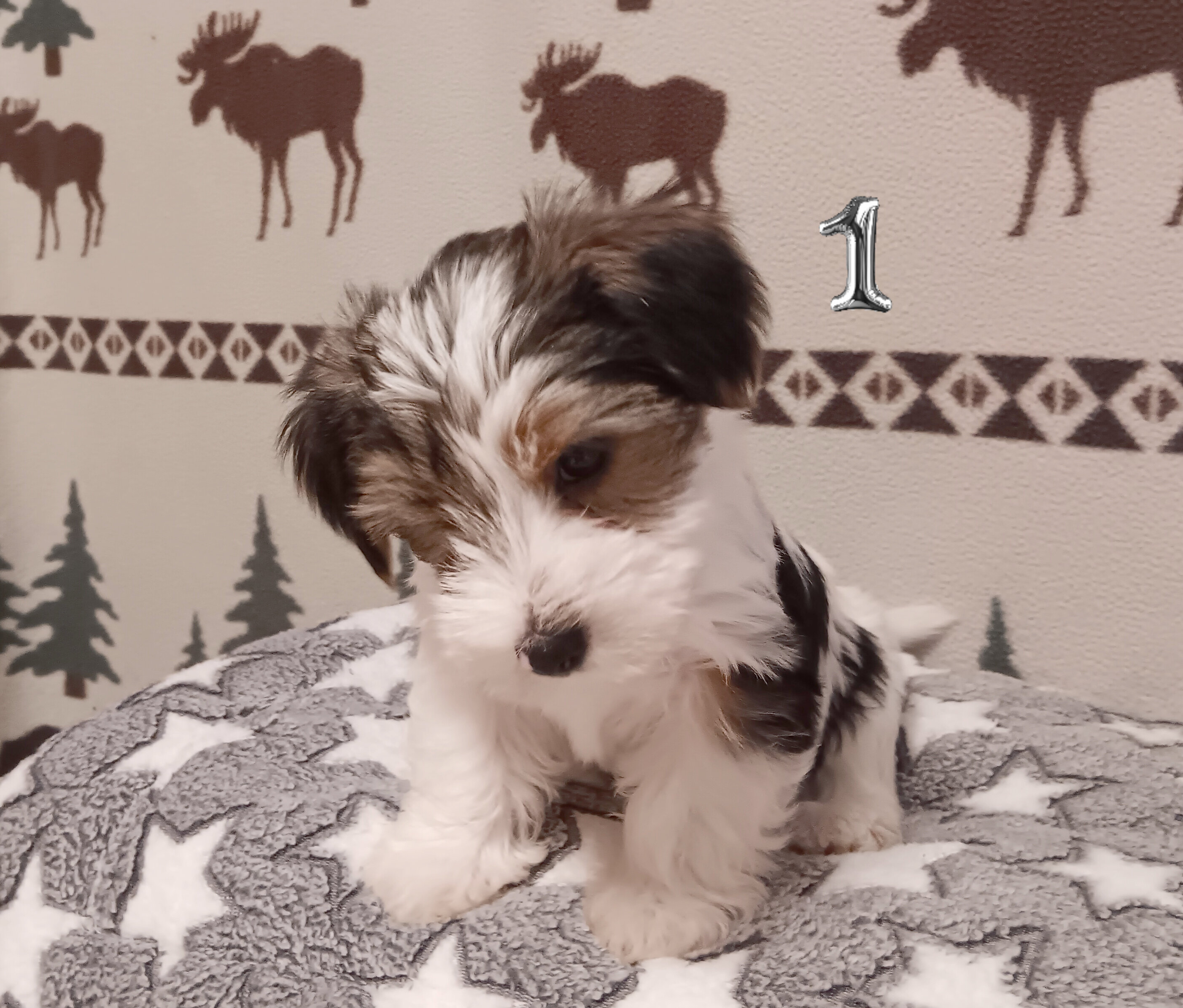 Parti-Biewer Yorkshire Terrier 3 female puppies image 2