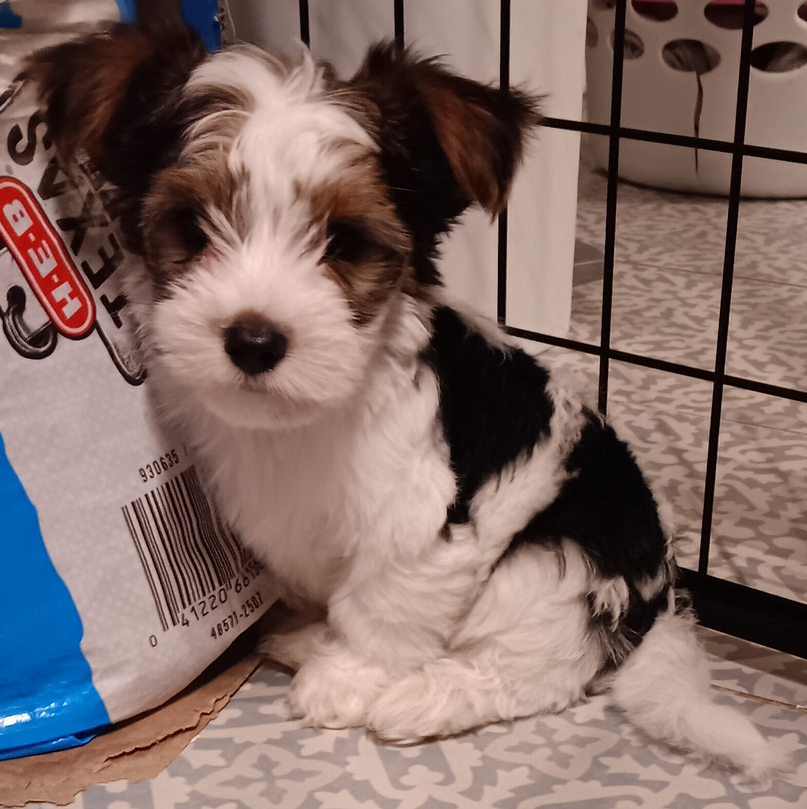 Parti-Biewer Yorkshire Terrier 1Female 2Male image 2