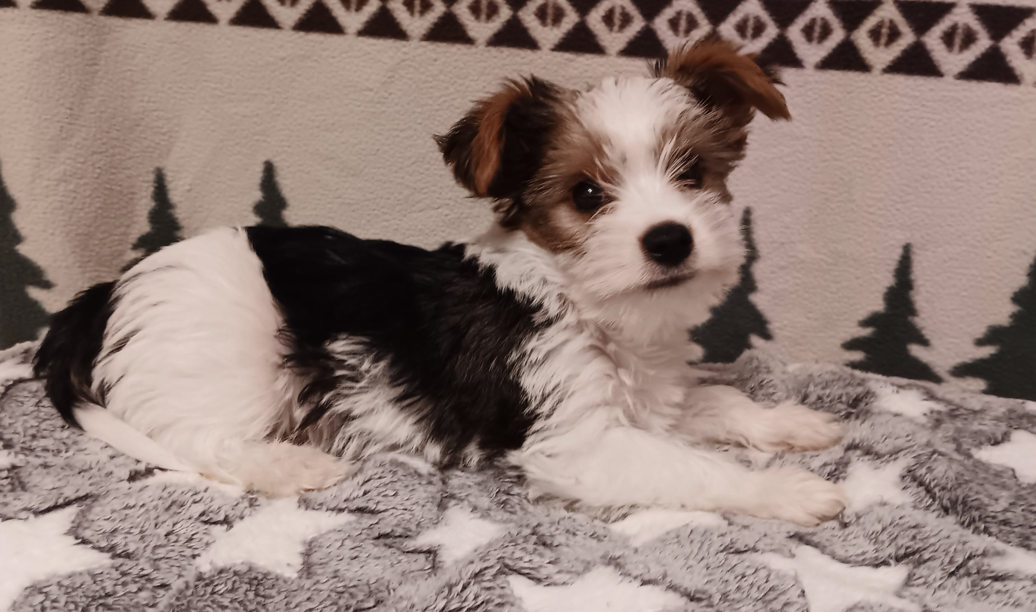 Parti-Biewer Yorkshire Terrier 1Female 2Male image 1
