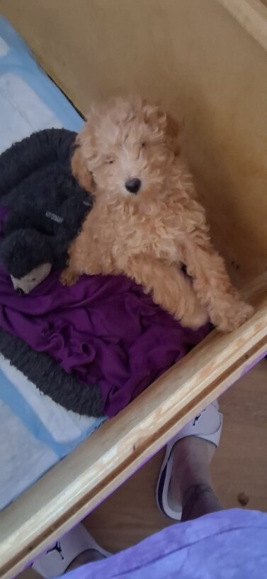 AKC PUREBRED TOY/MINI POODLES. image 2