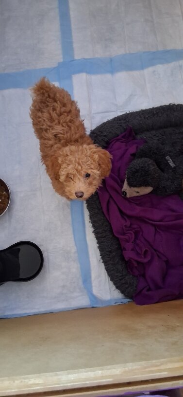 AKC PUREBRED TOY/MINI POODLES. image 3