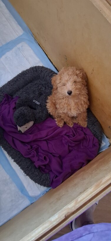 AKC PUREBRED TOY/MINI POODLES. image 5