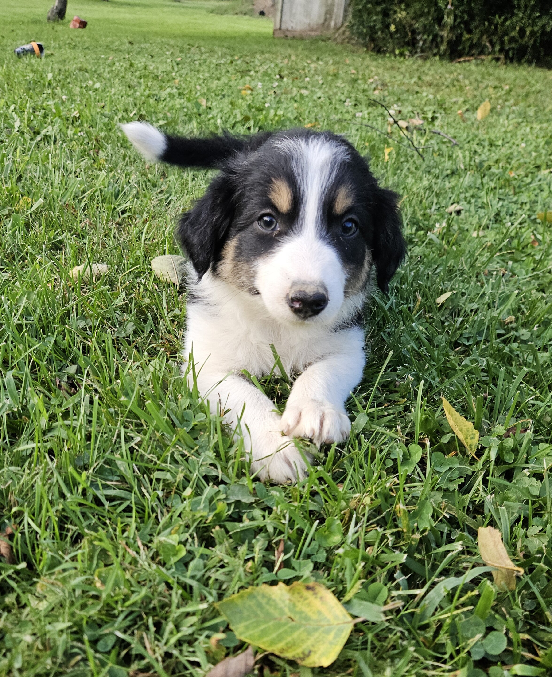 Border collie puppies image 2