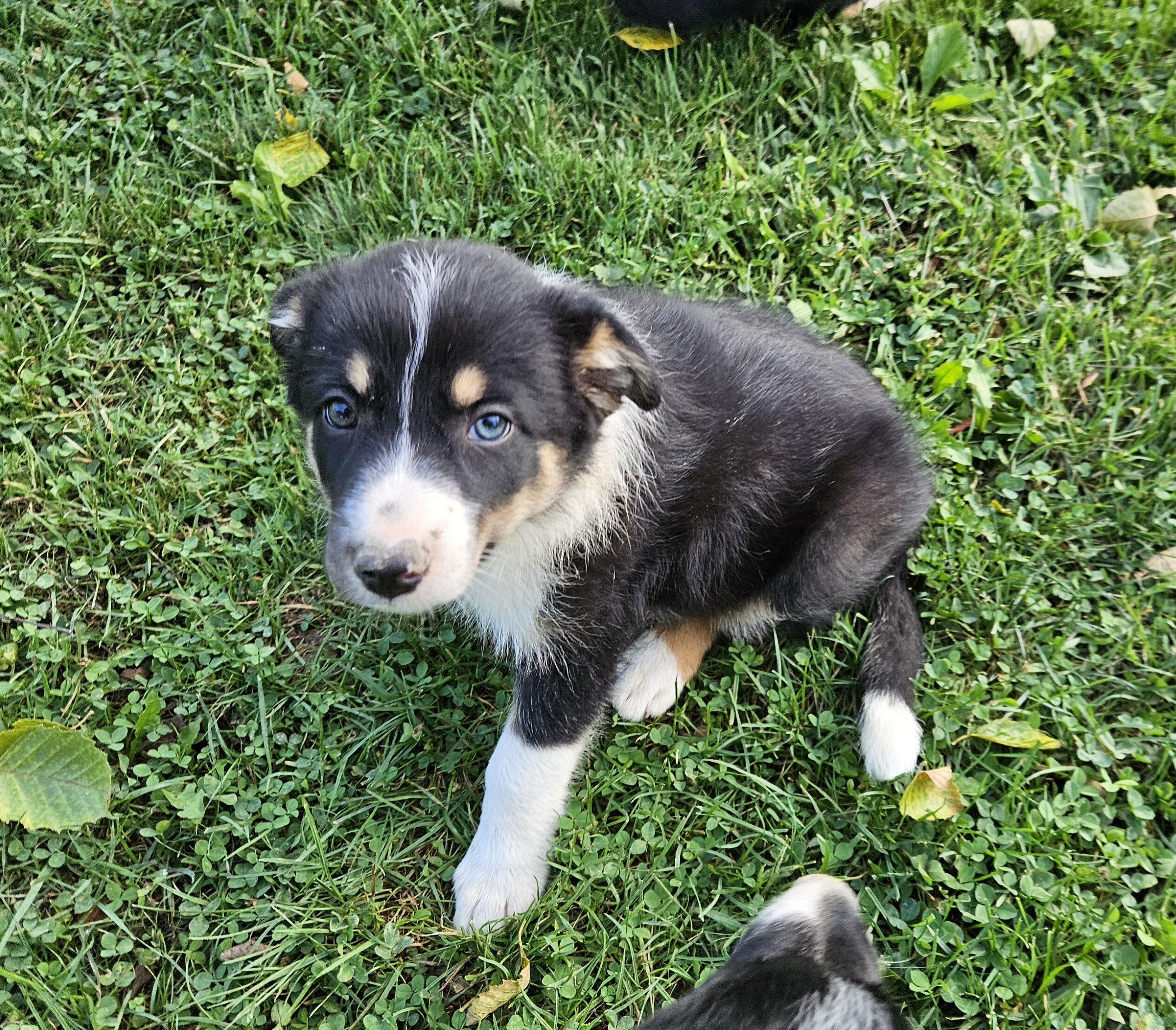 Border collie puppies image 5