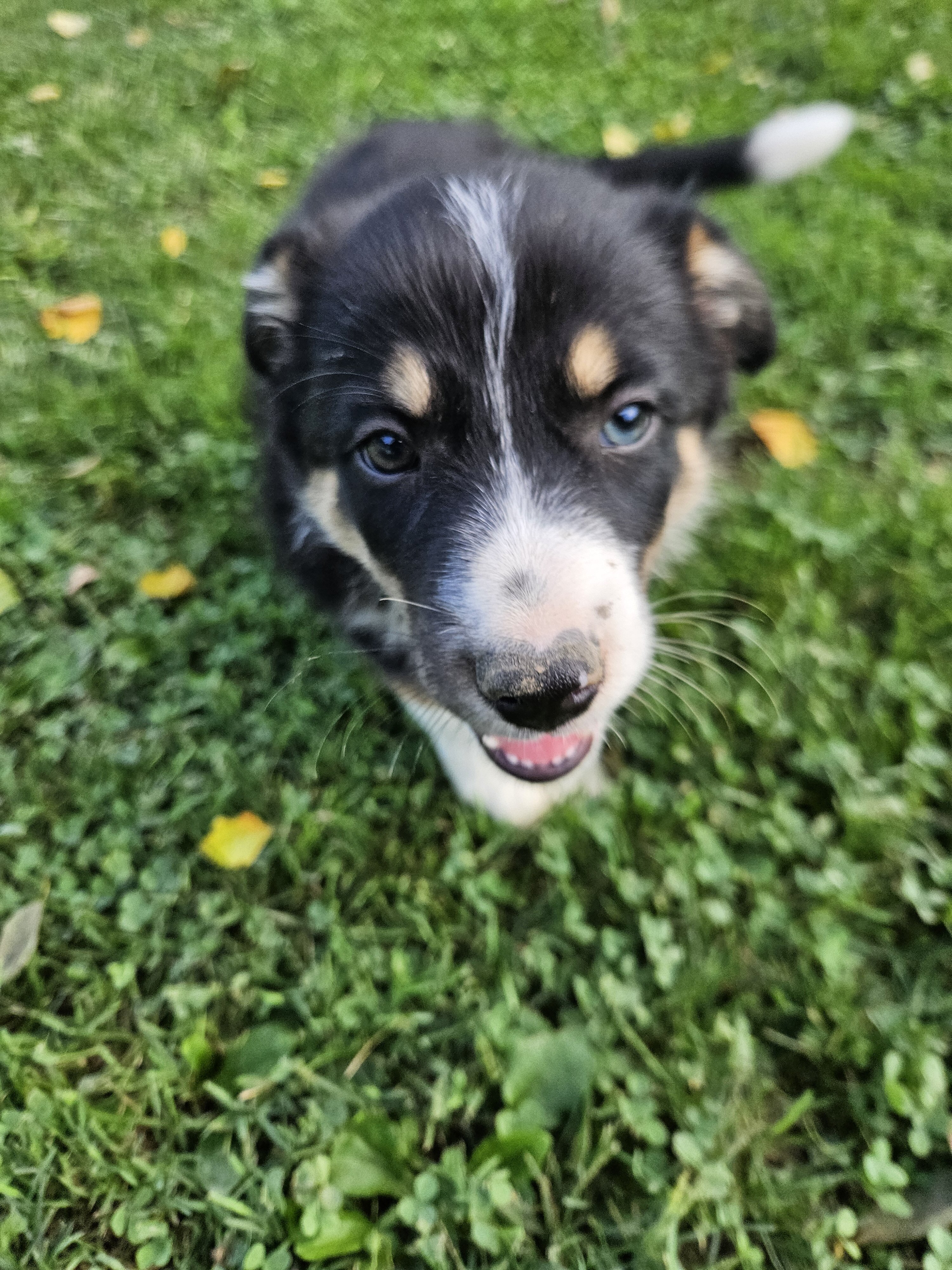 Border collie puppies image 1