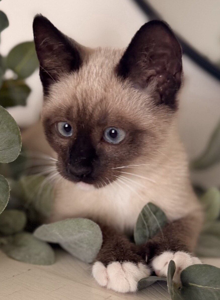 Adorable  Siamese kittens image 2