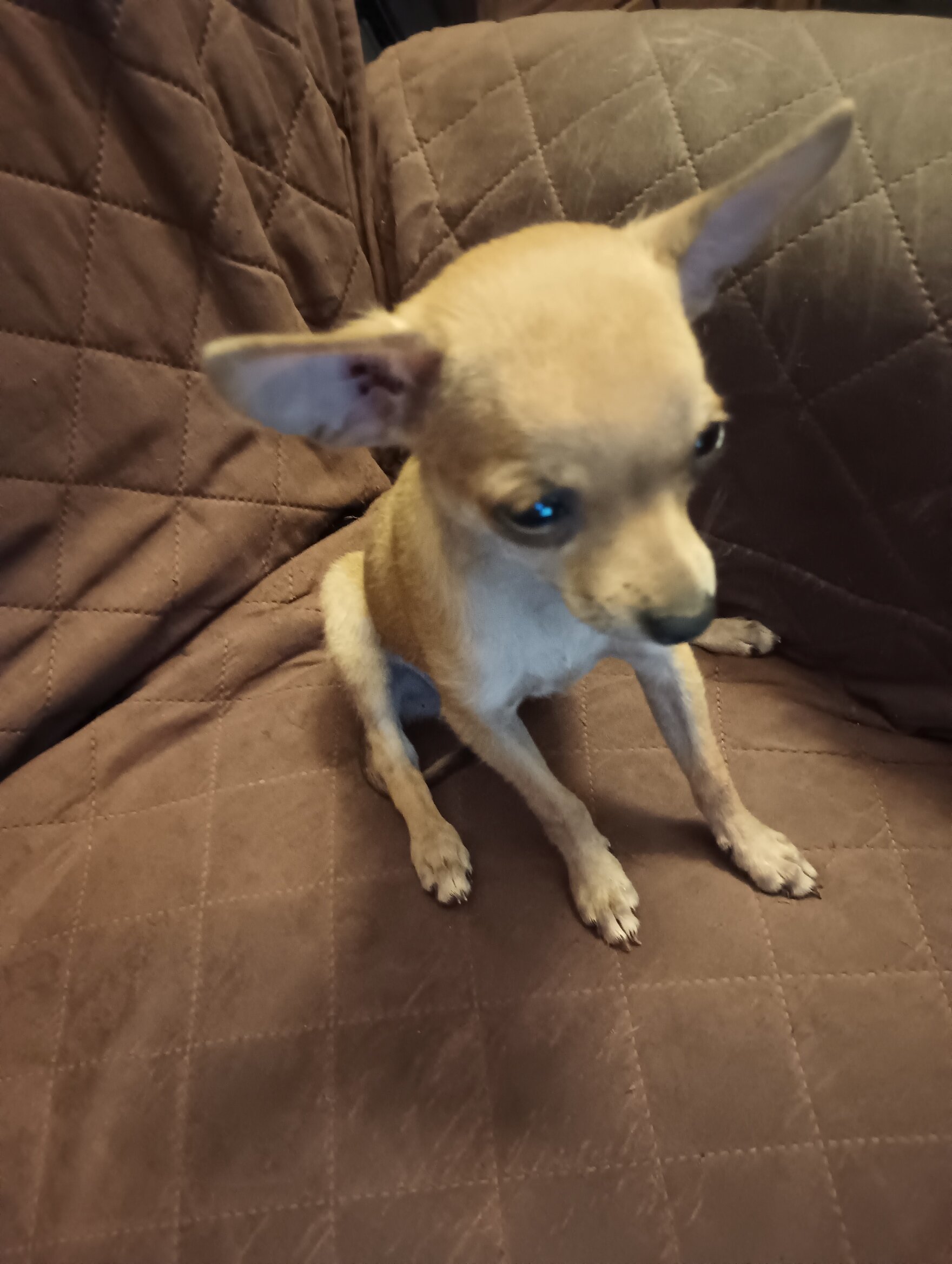 Chihuahua Puppies - Applehead - Teacups image 3