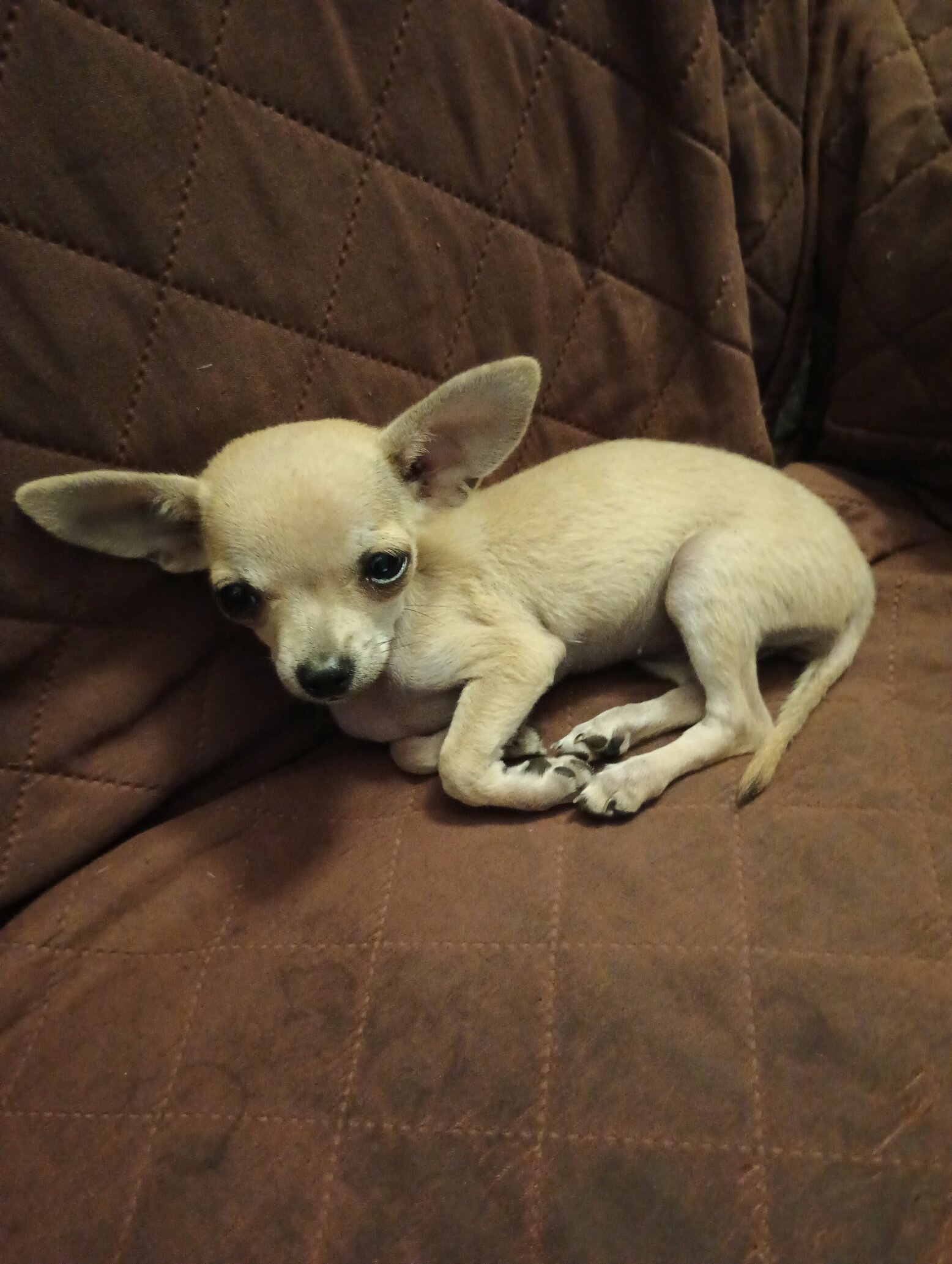 Chihuahua Puppies - Applehead - Teacups image 2