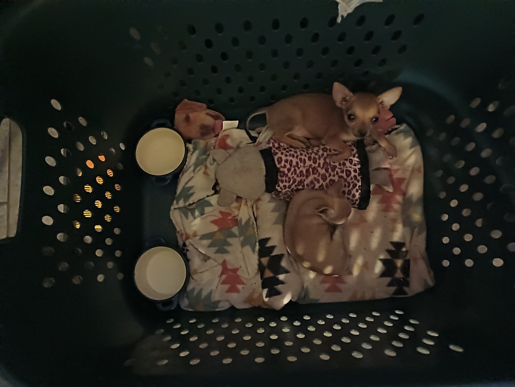 Chihuahua Puppies - Applehead - Teacups image 1