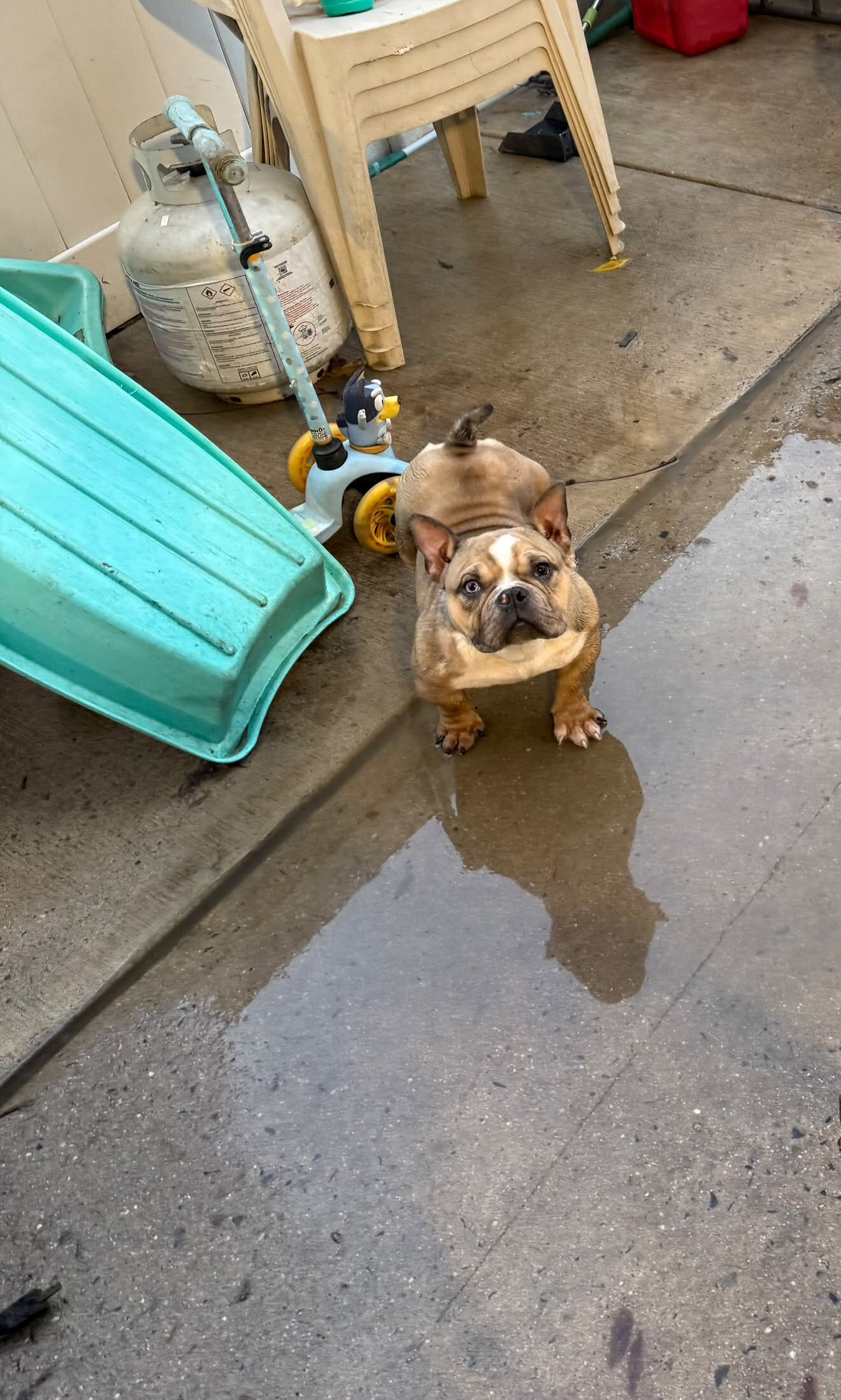 Micro bully image 1