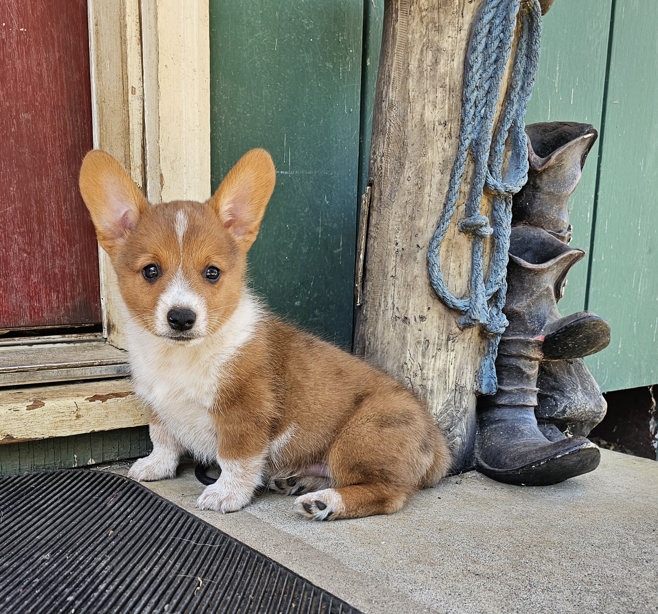 Cowboy Corgi Puppy image 3