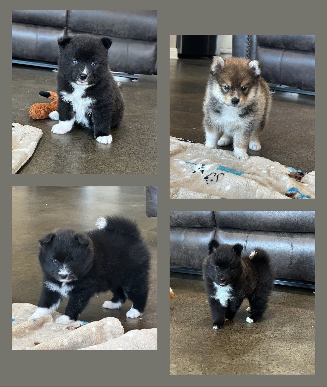 Pomsky Puppies image 1