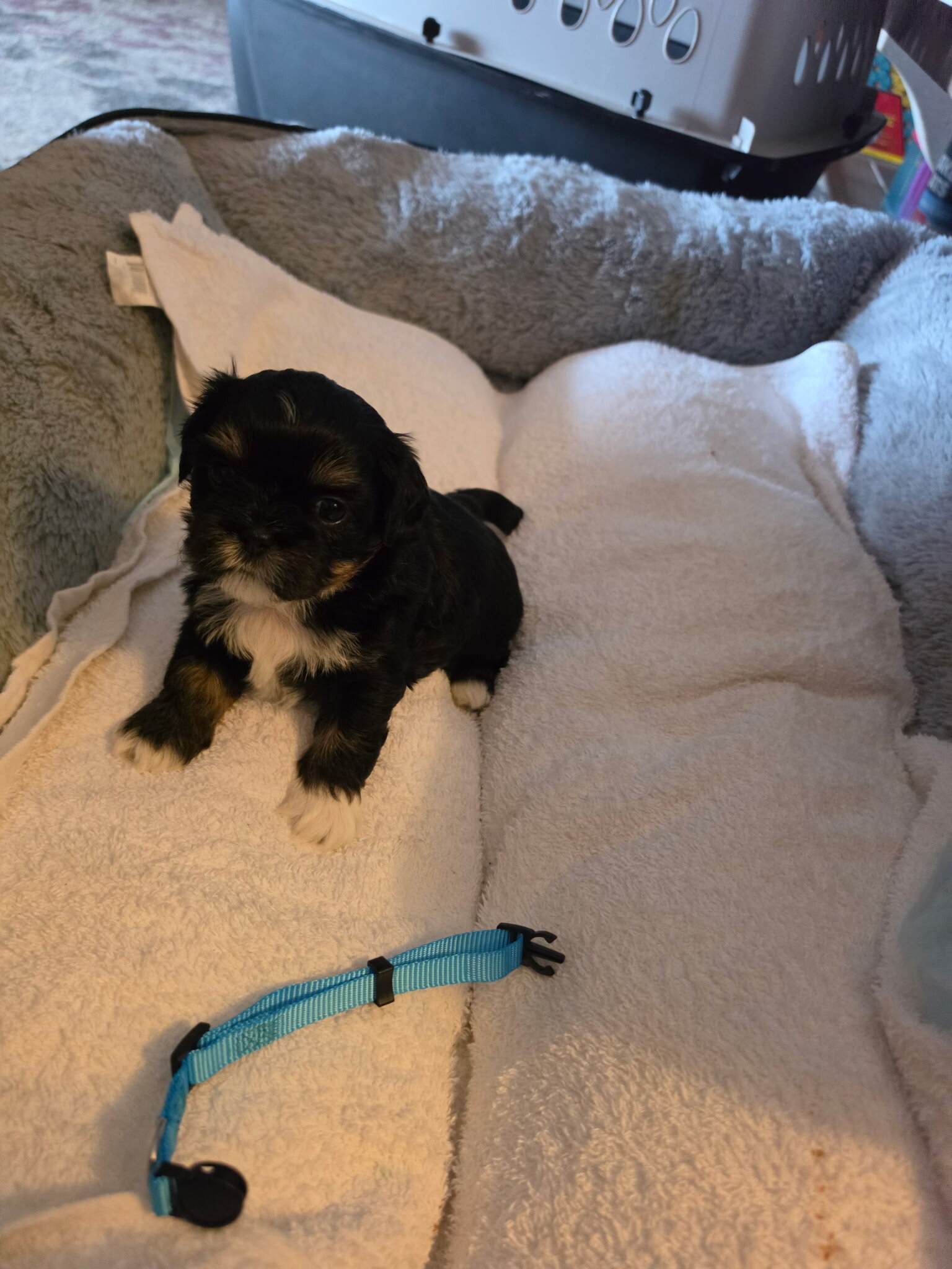 Shih Tzu puppies image 1