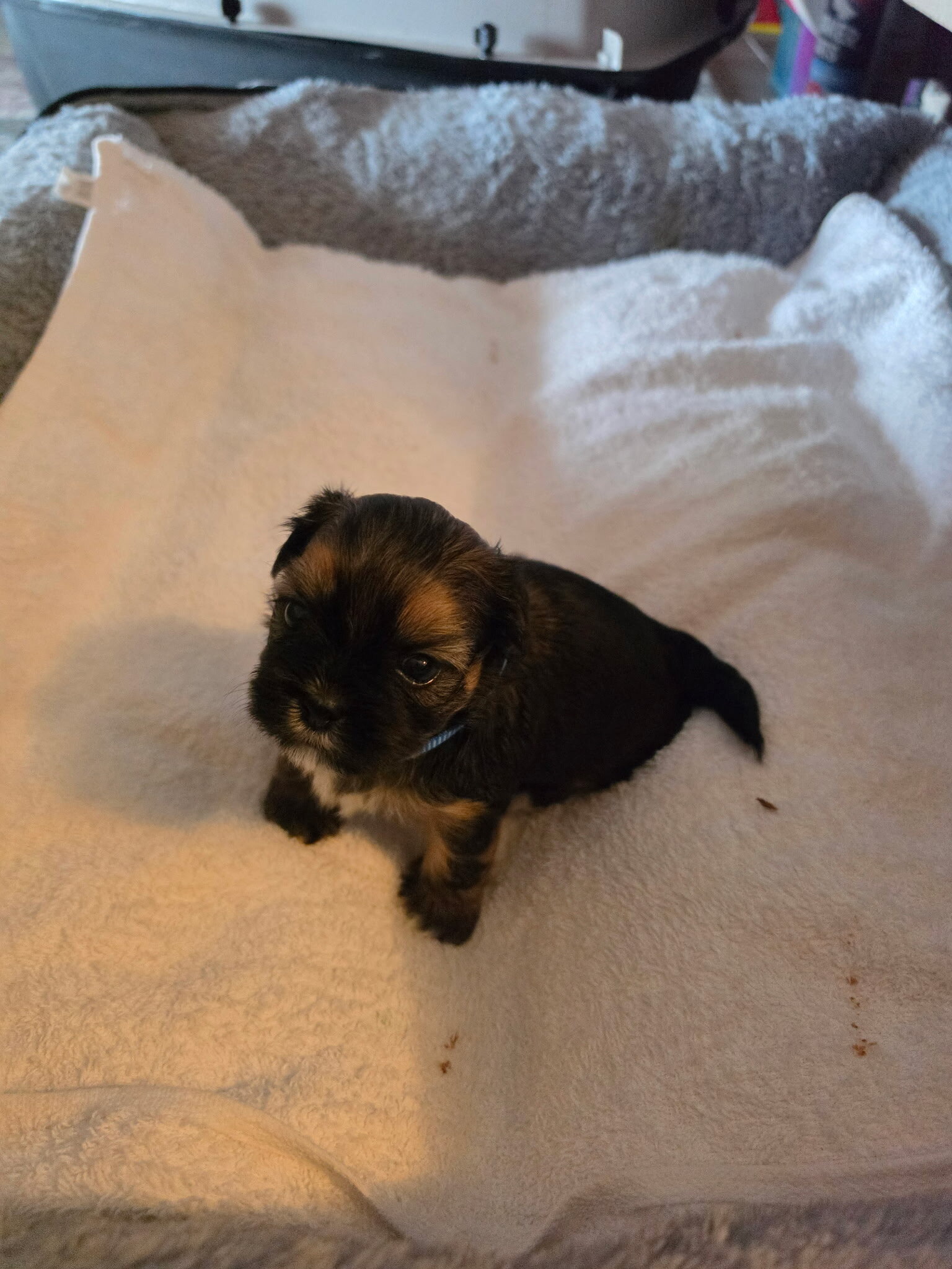 Shih Tzu puppies image 9