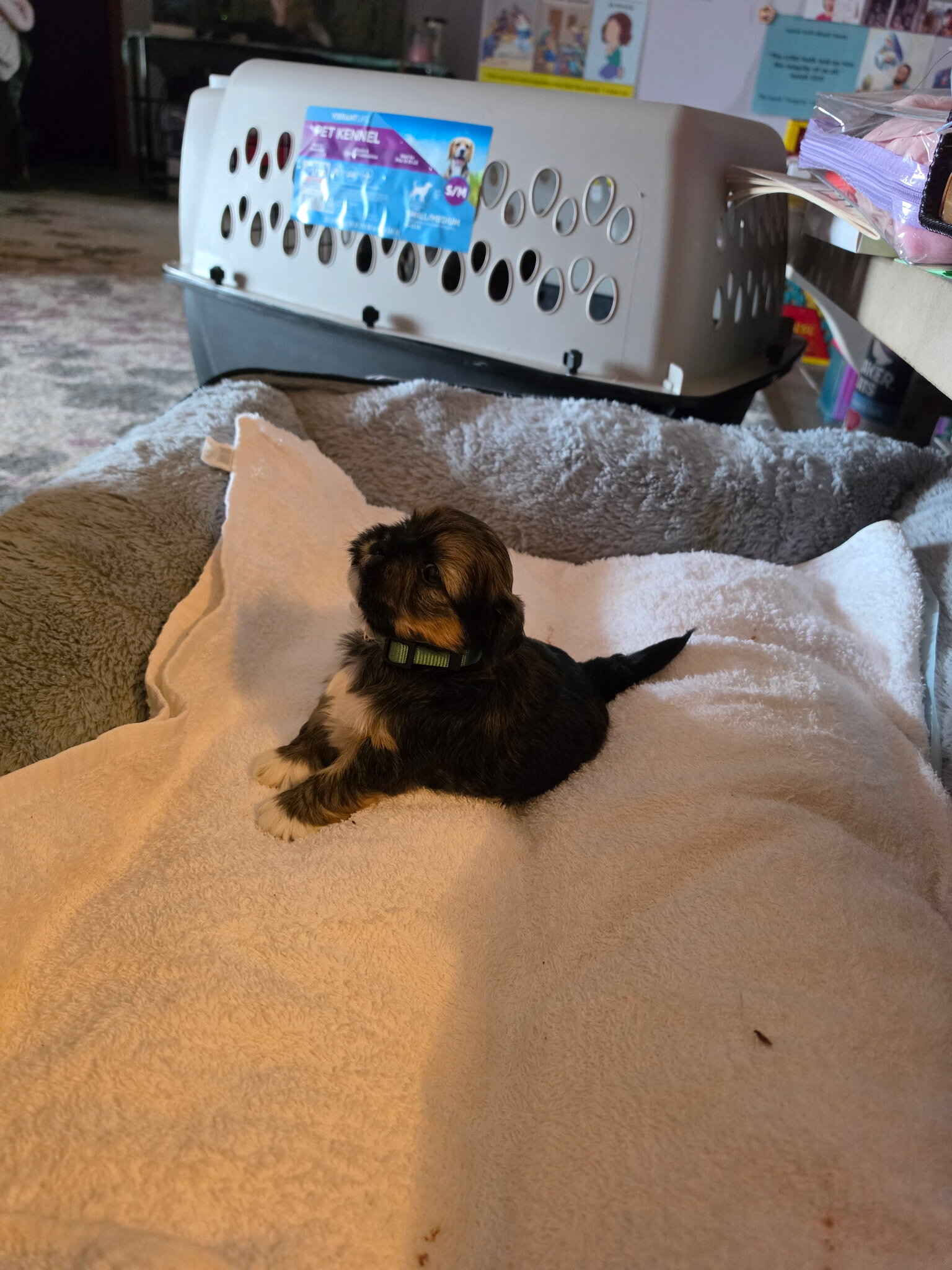Shih Tzu puppies image 5