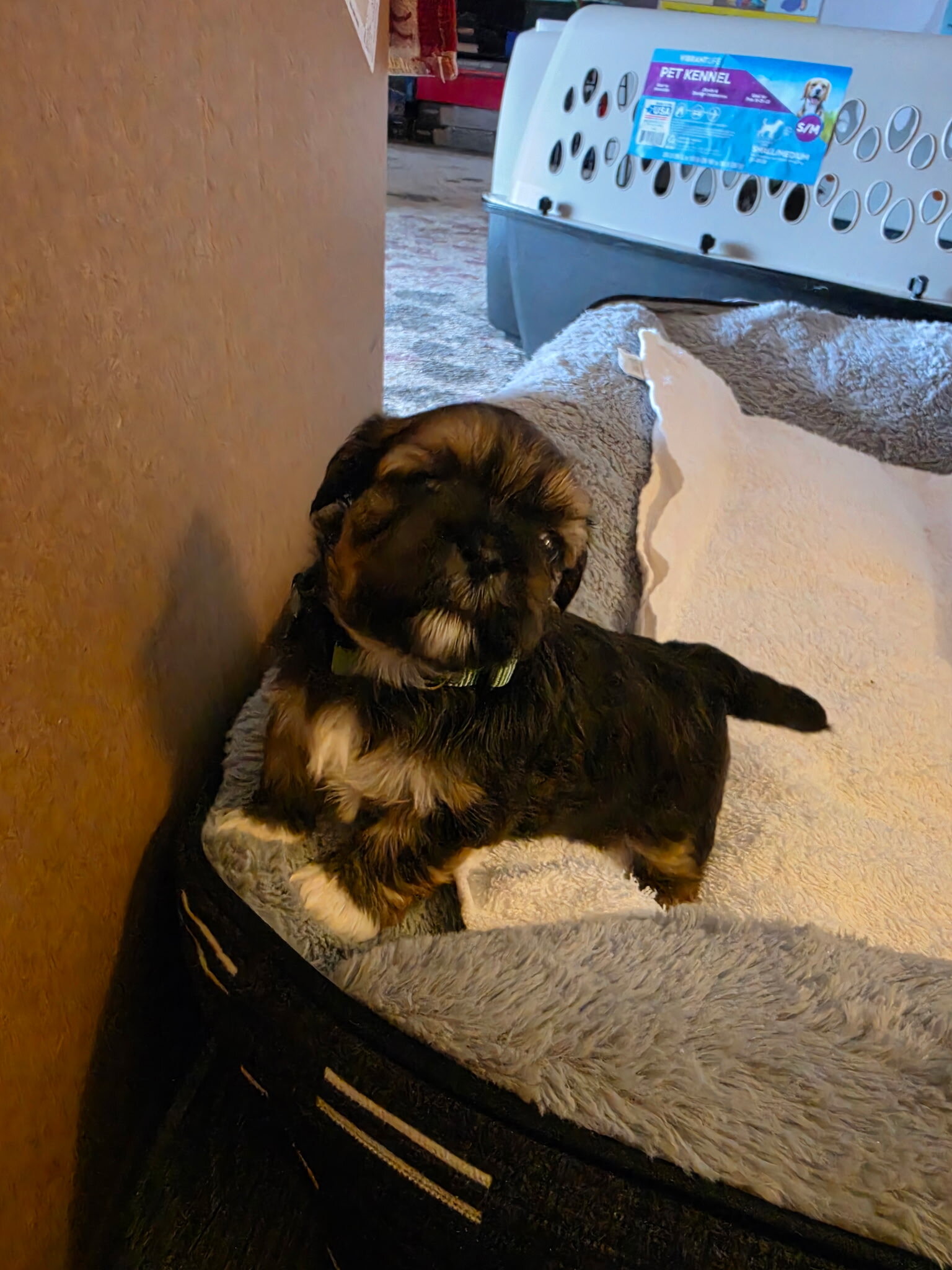 Shih Tzu puppies image 8