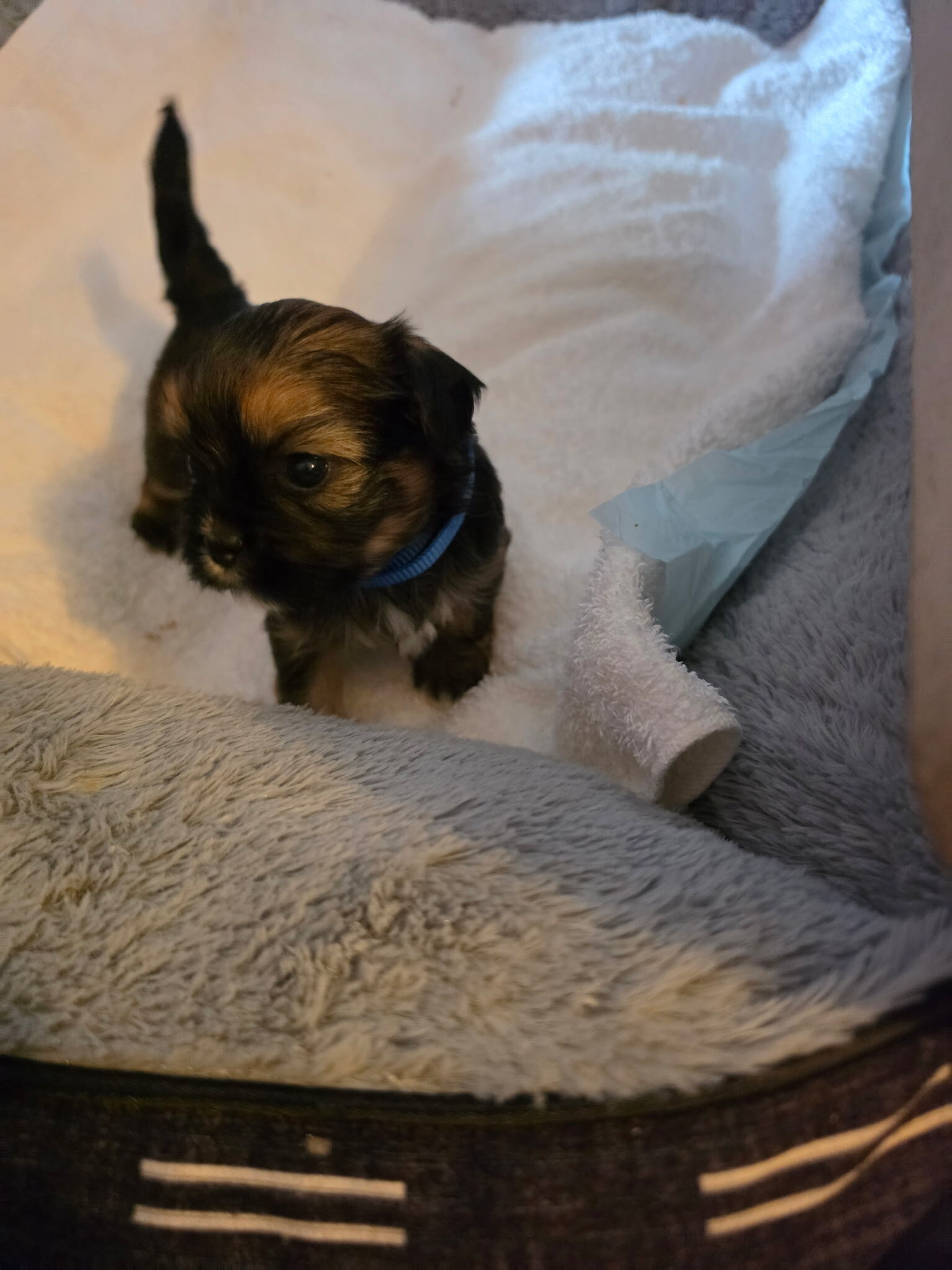 Shih Tzu puppies image 3