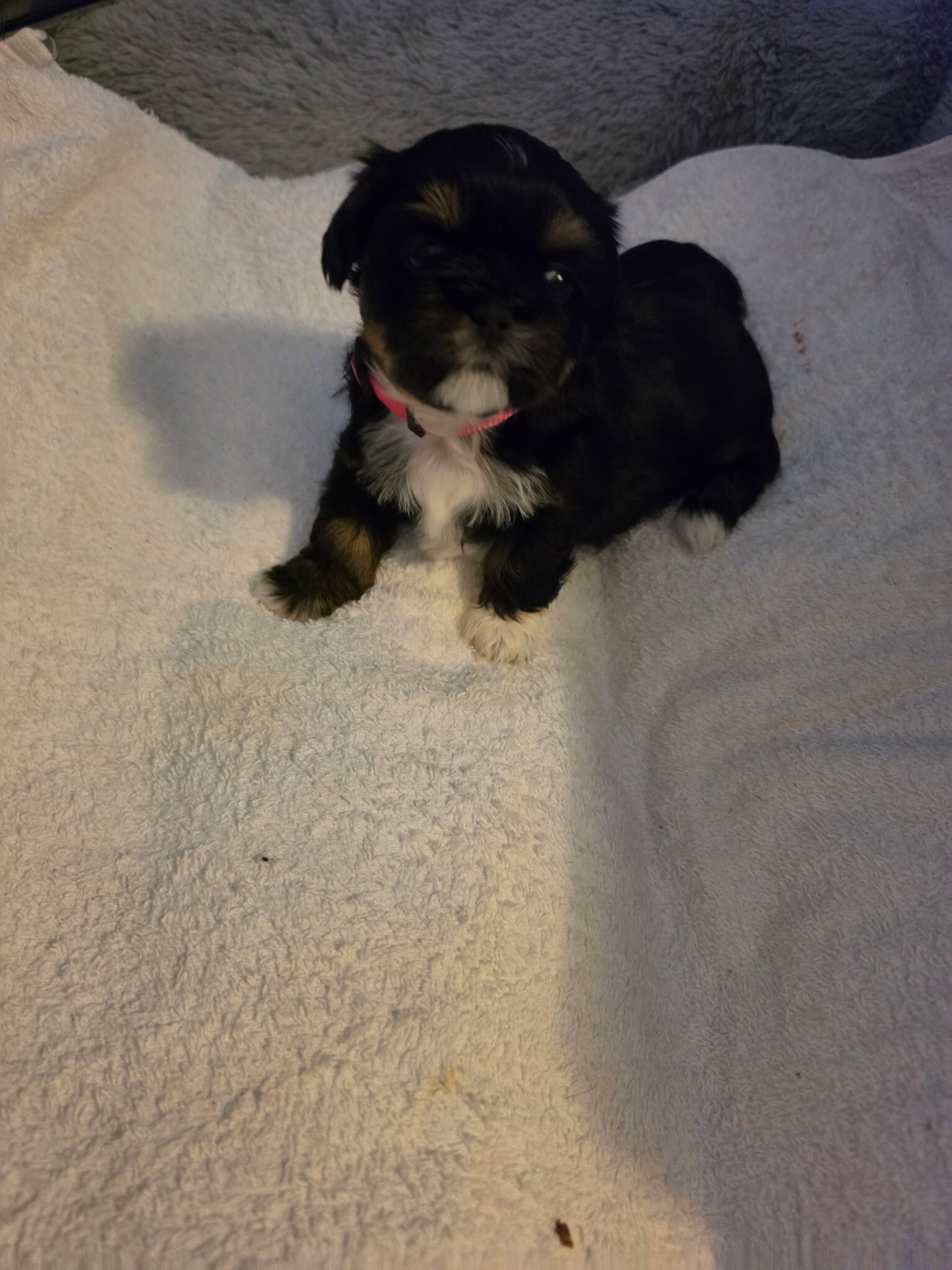 Shih Tzu puppies image 4