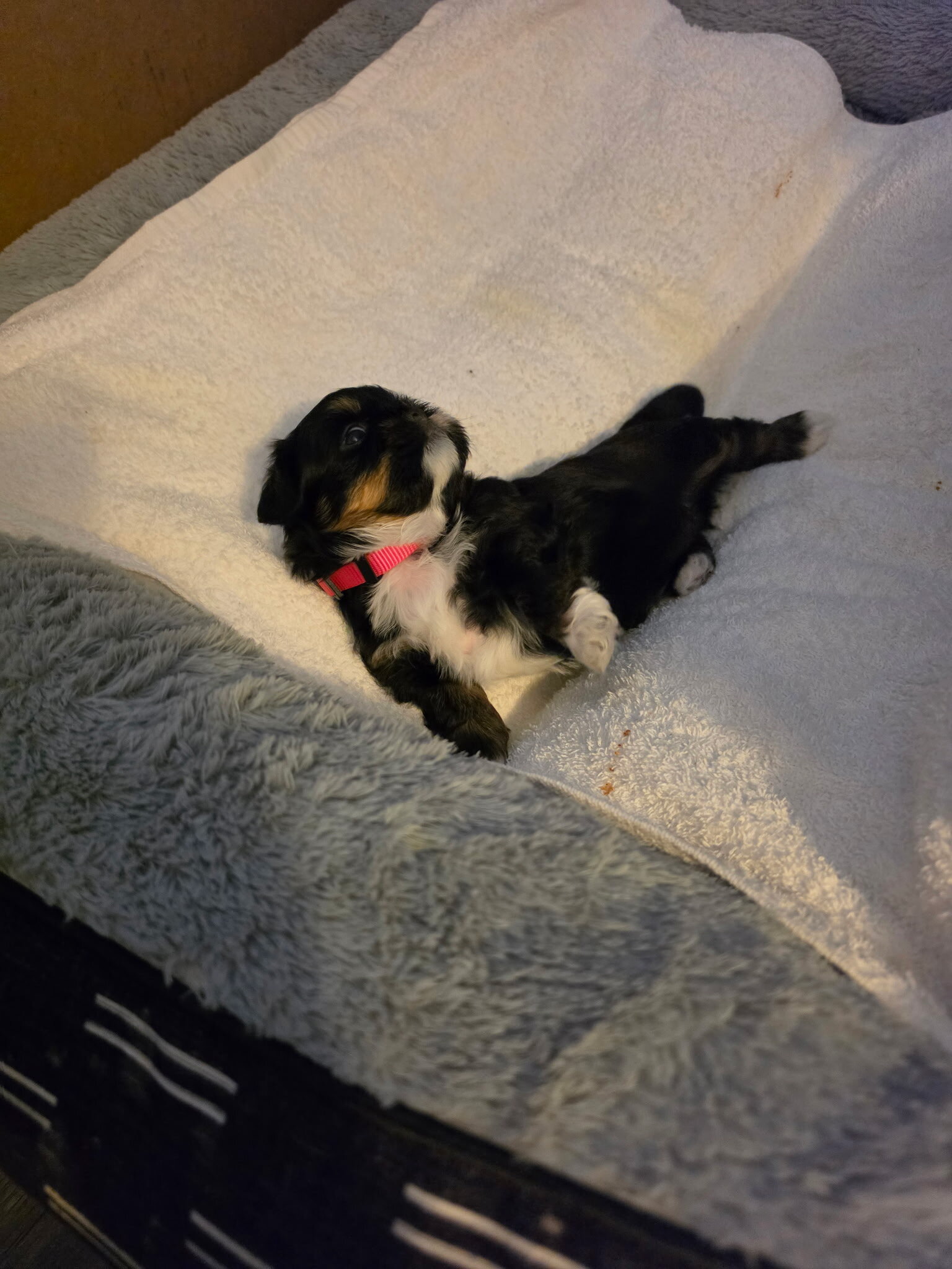 Shih Tzu puppies image 7