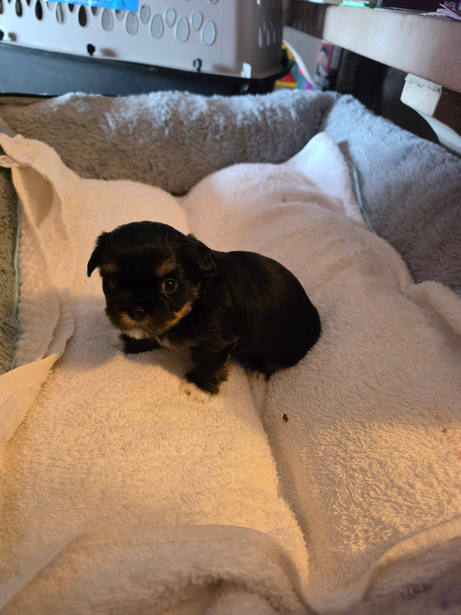 Shih Tzu puppies image 6
