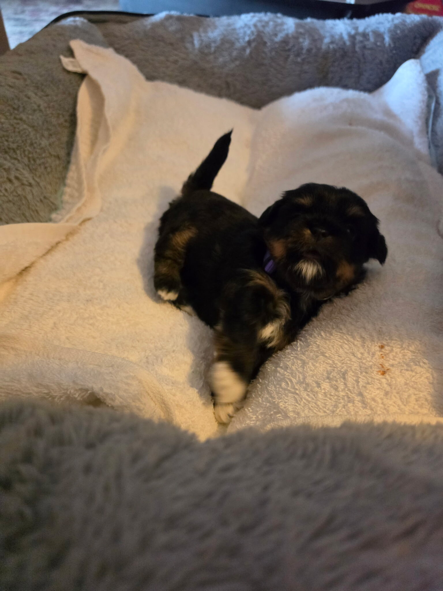 Shih Tzu puppies image 2
