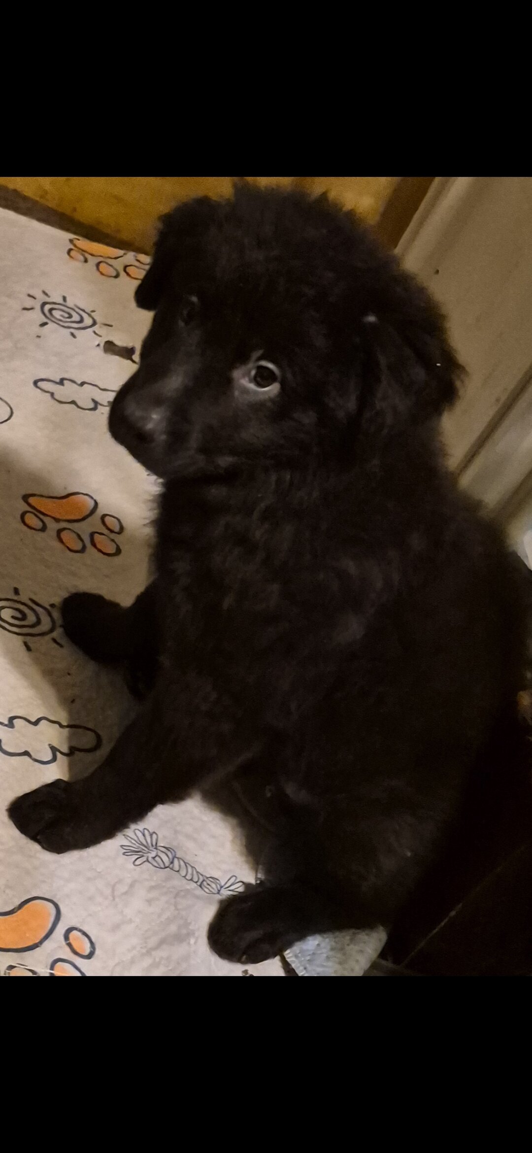 11 week old chow chow /English Australian shepherd image 6