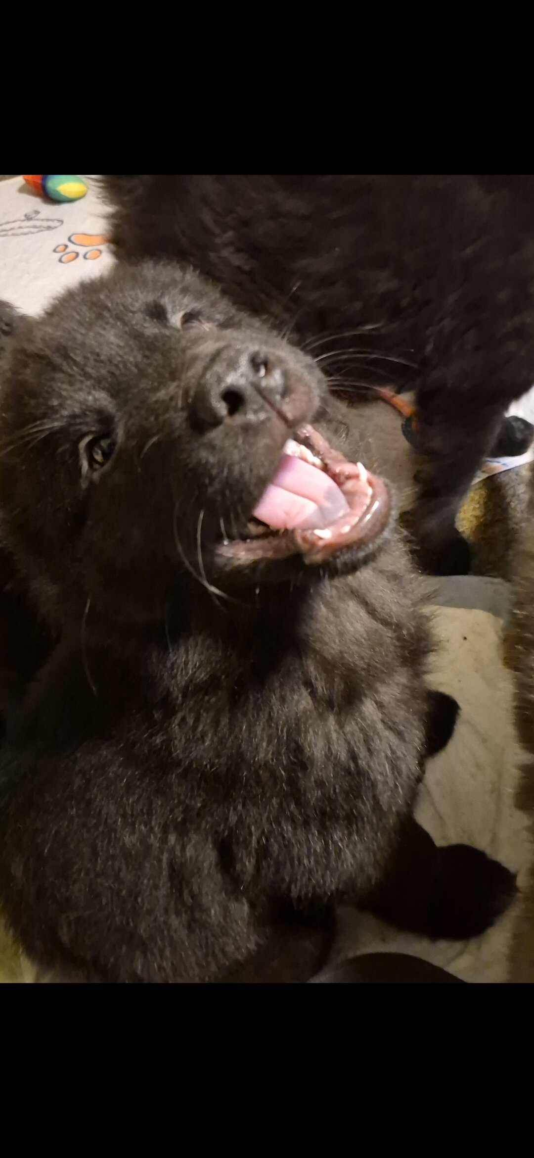 11 week old chow chow /English Australian shepherd image 2