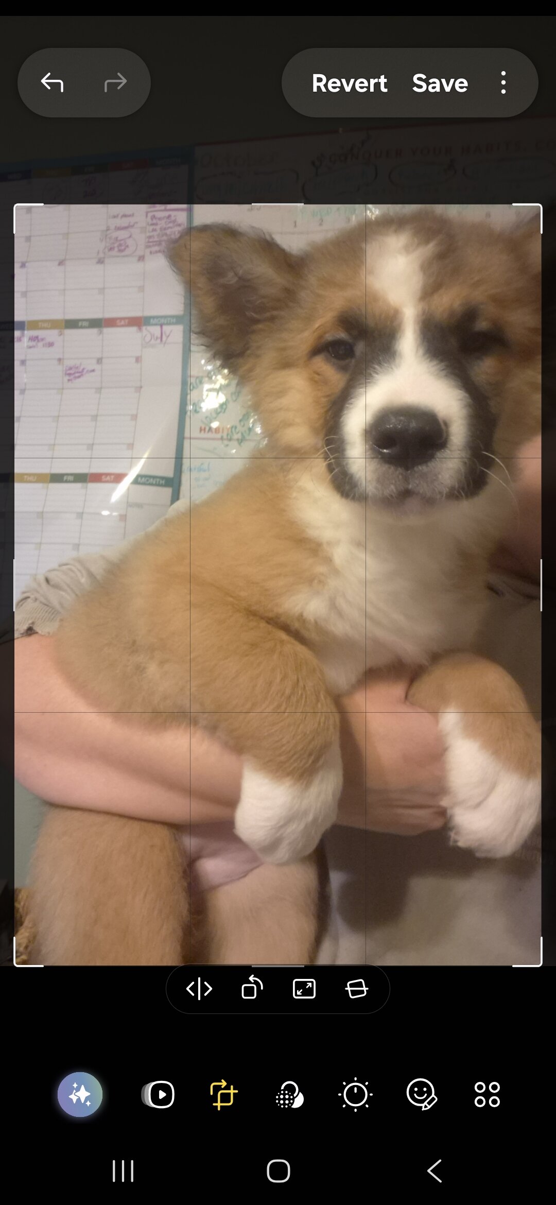 11 week old chow chow /English Australian shepherd image 10