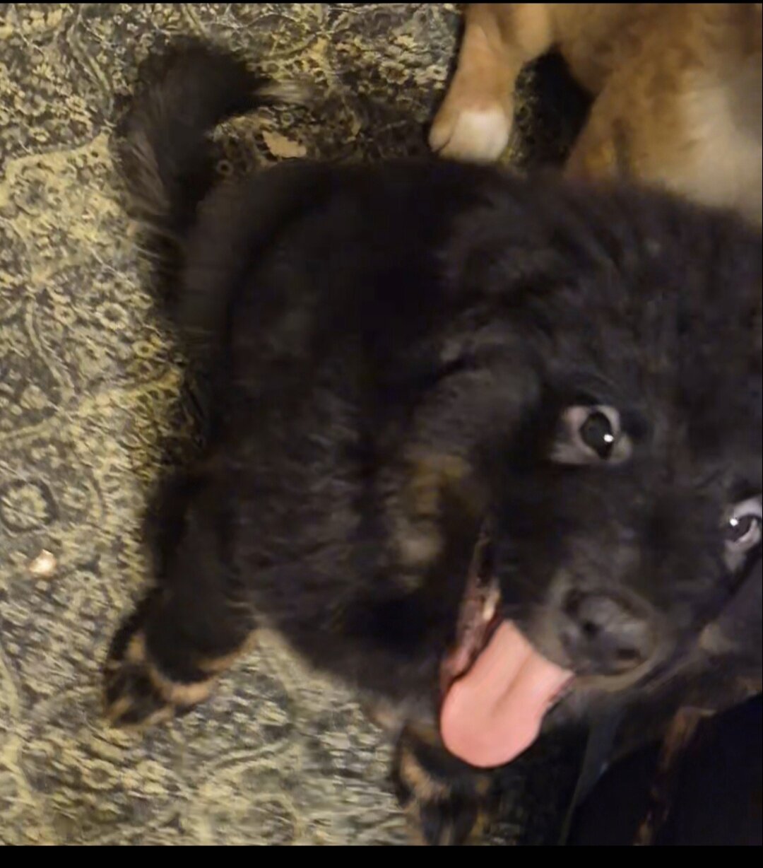 11 week old chow chow /English Australian shepherd image 1