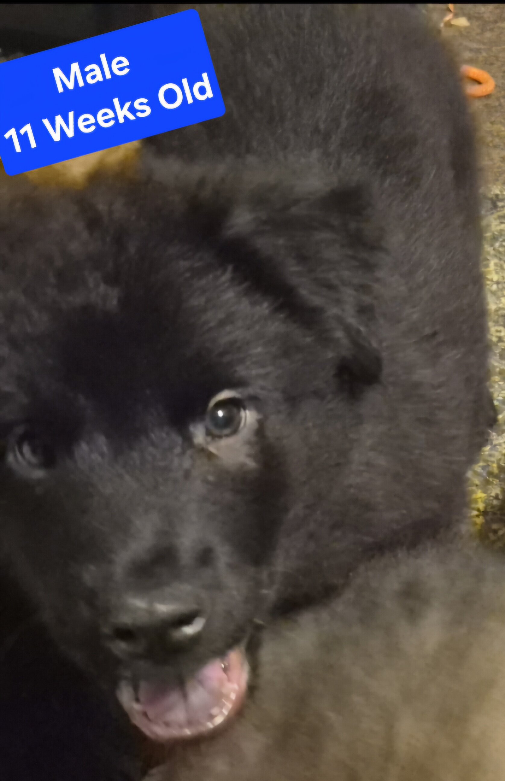 11 week old chow chow /English Australian shepherd image 3