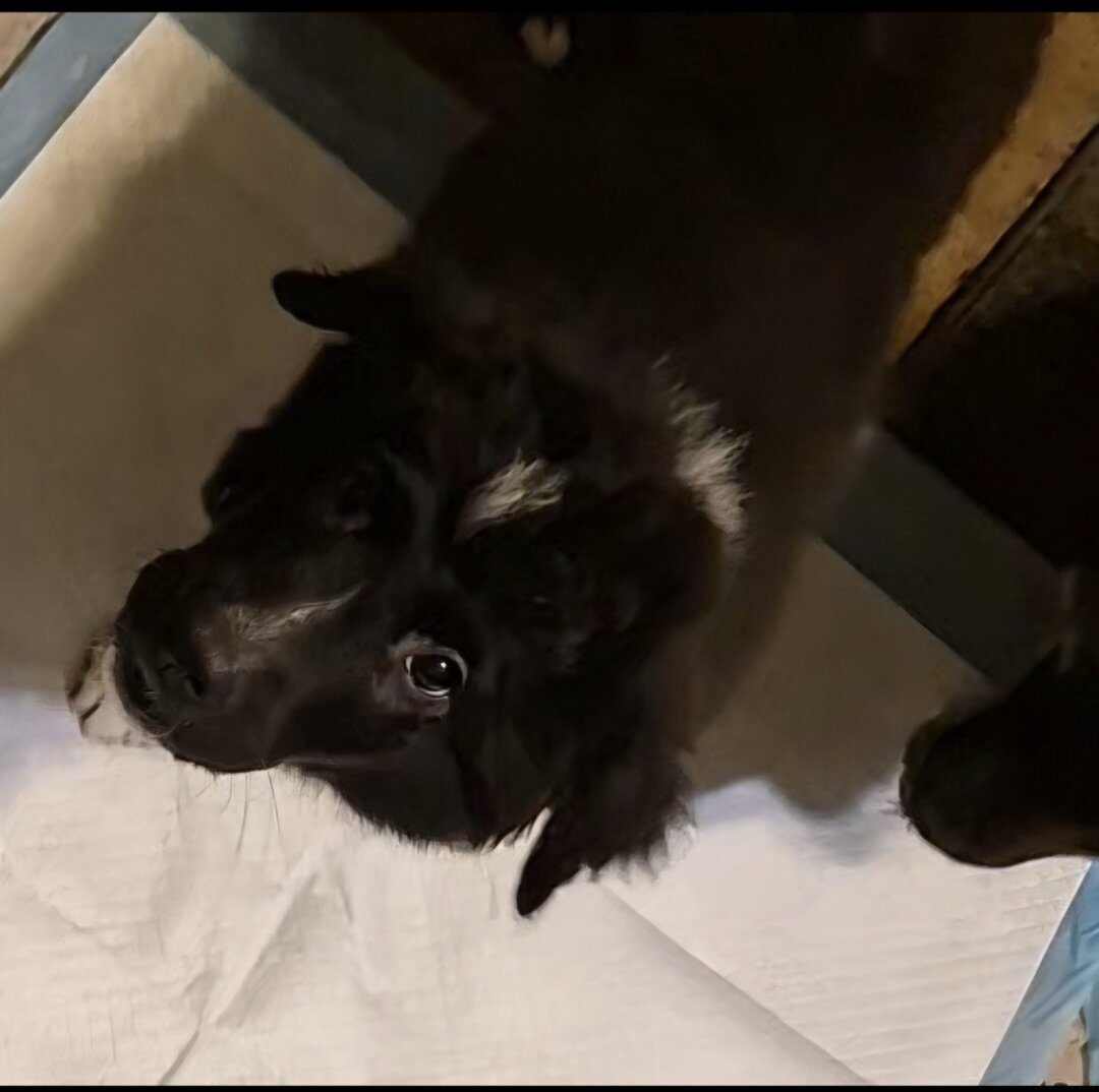 11 week old chow chow /English Australian shepherd image 7