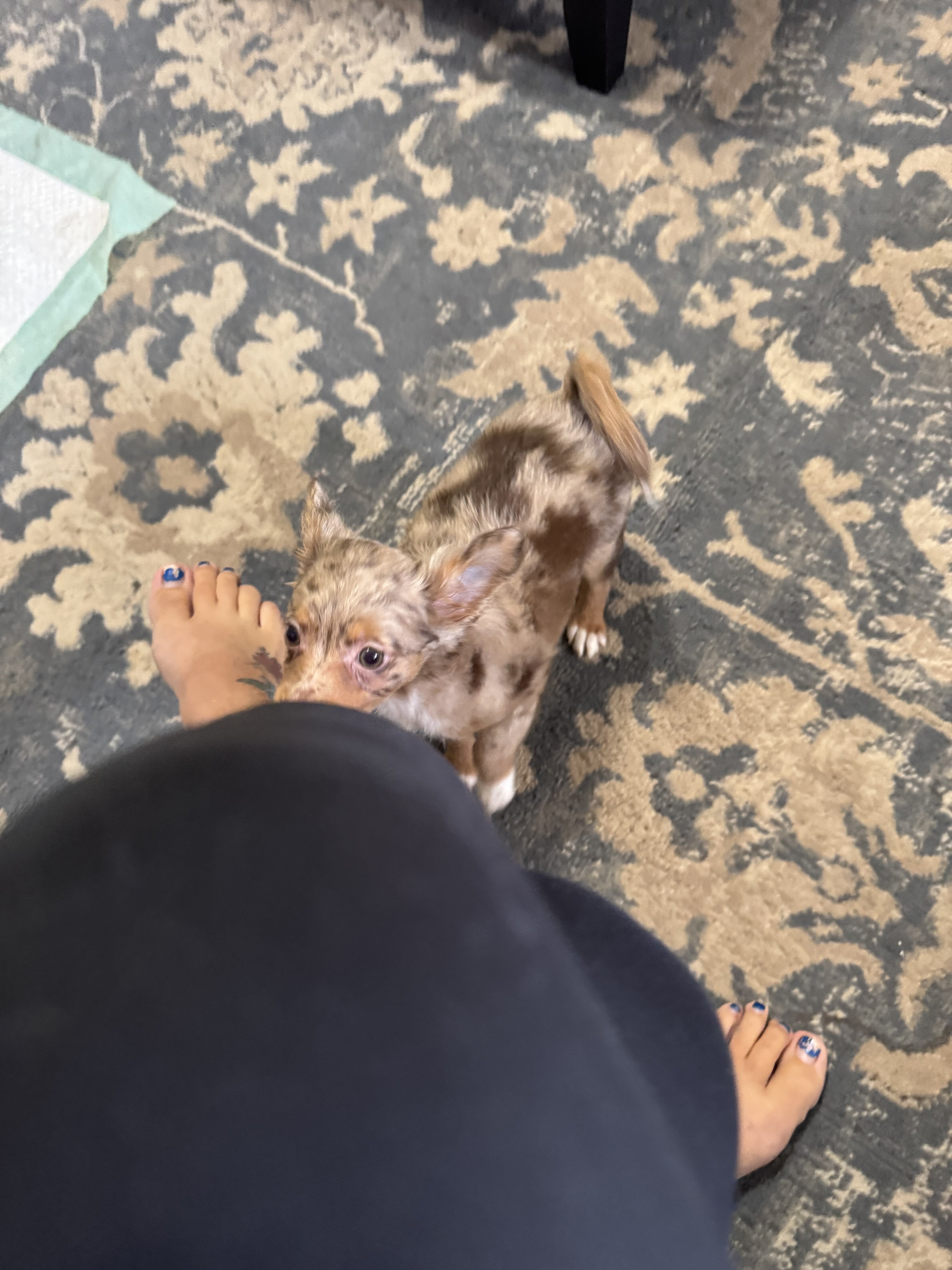 Long haired chihuahua image 1