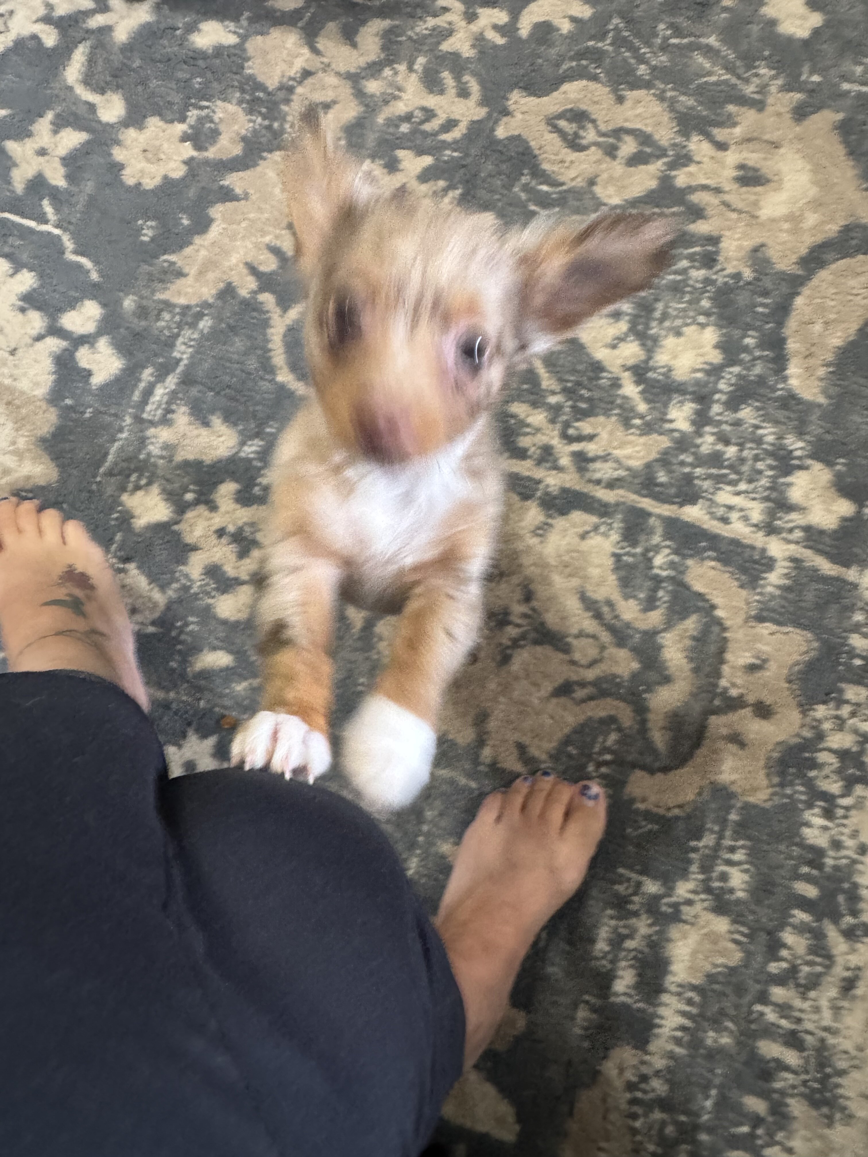 Long haired chihuahua image 2