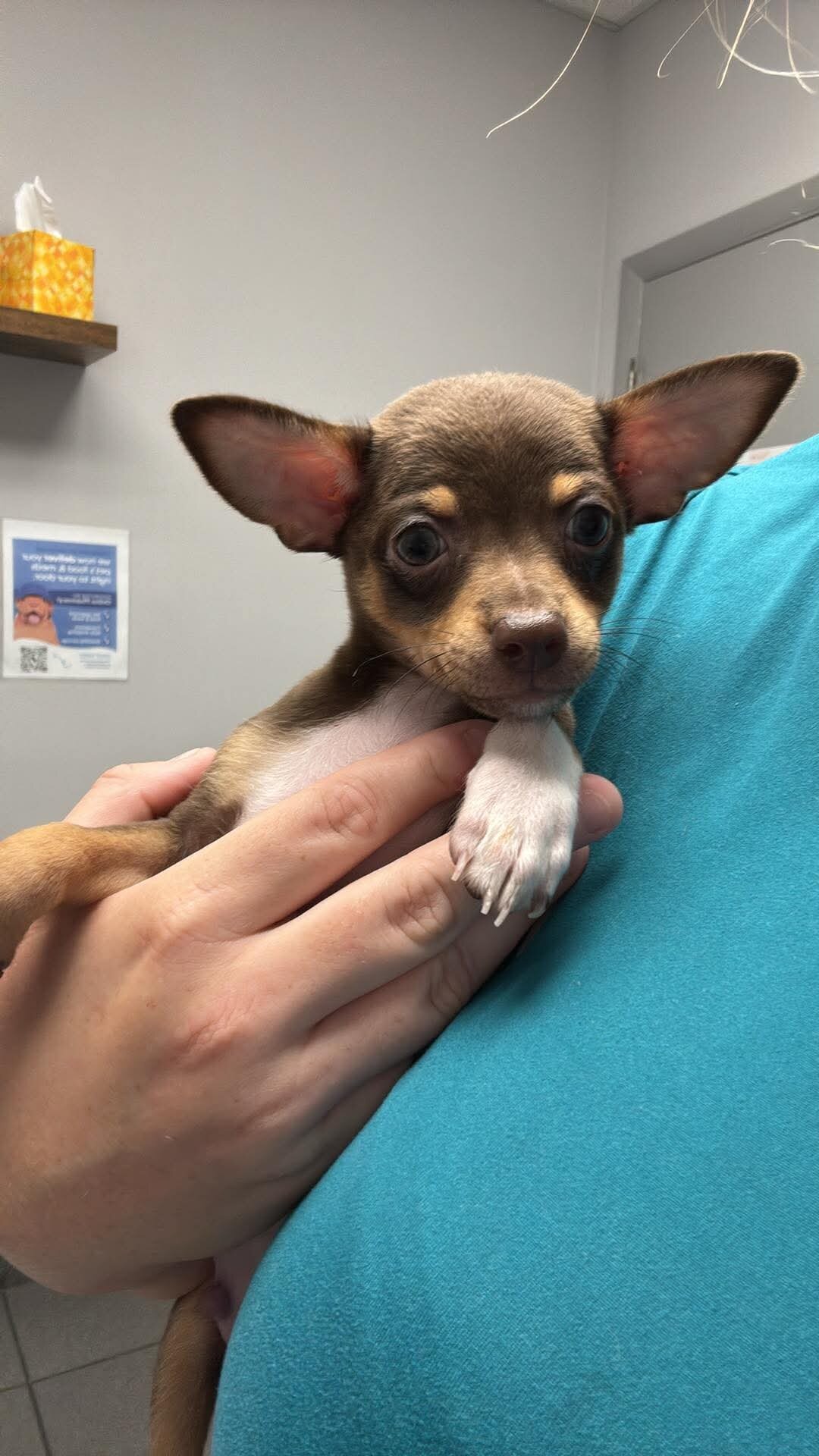Male chihuahua 2 image 2