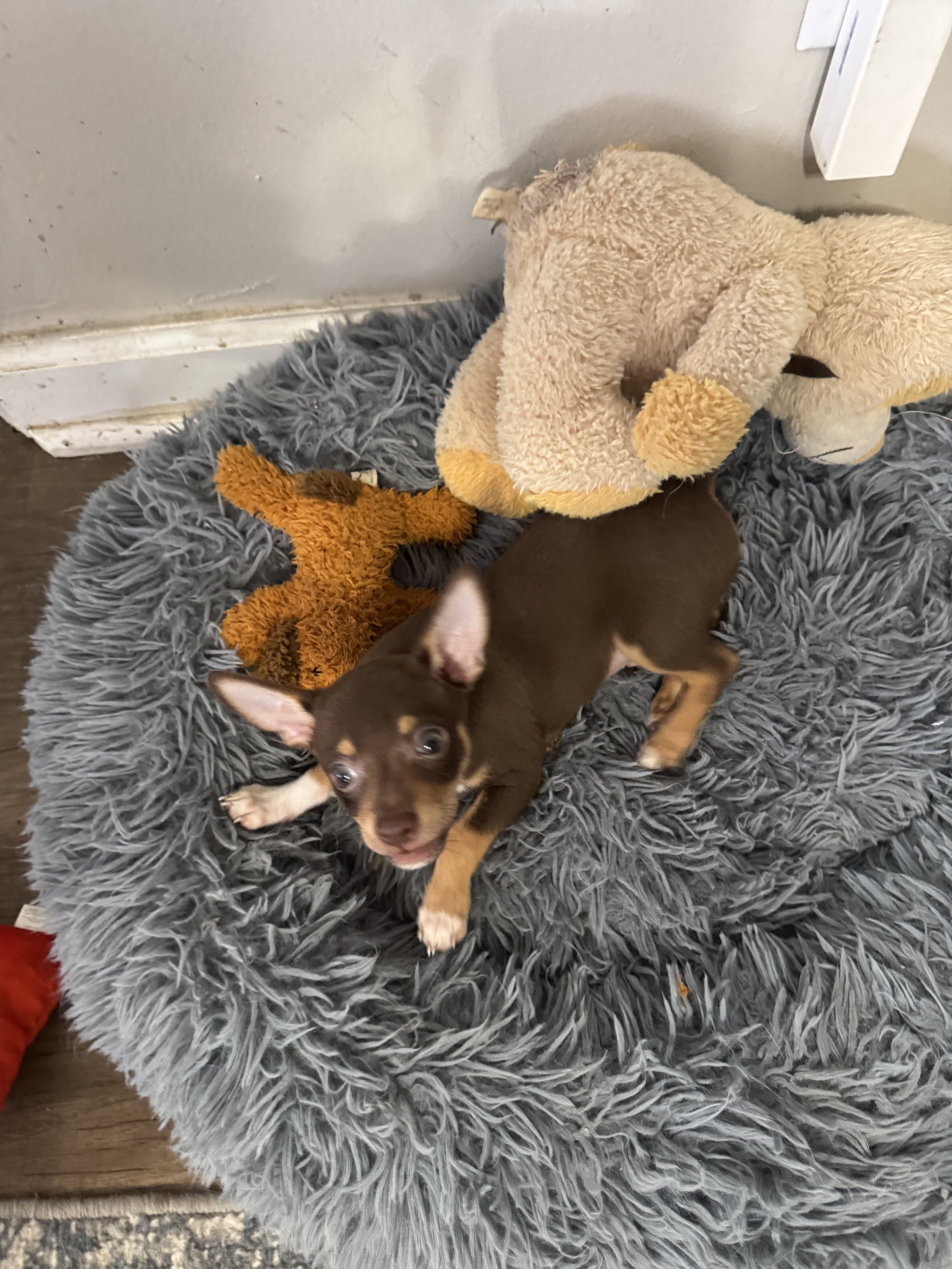 Male chihuahua 2 image 1