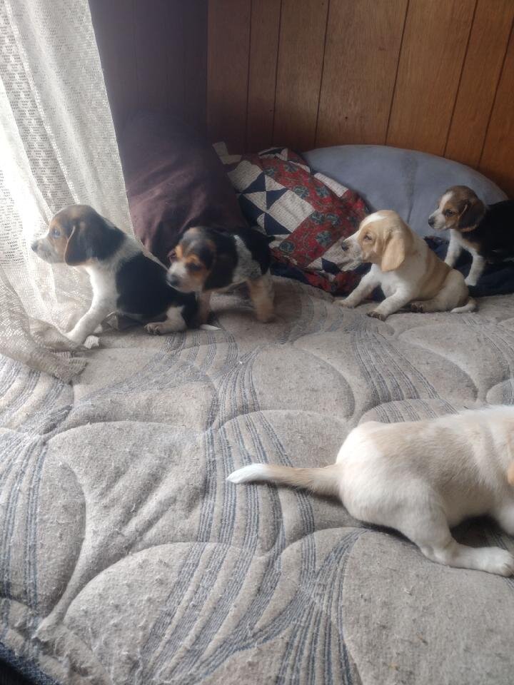 Beagle puppies image 1