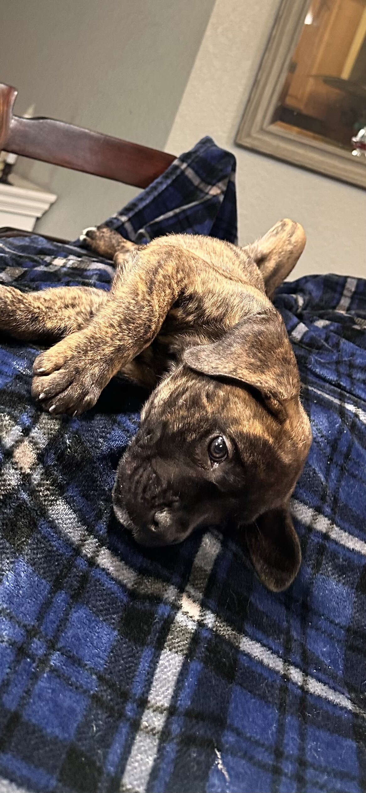 AKC Cane Corso image 2