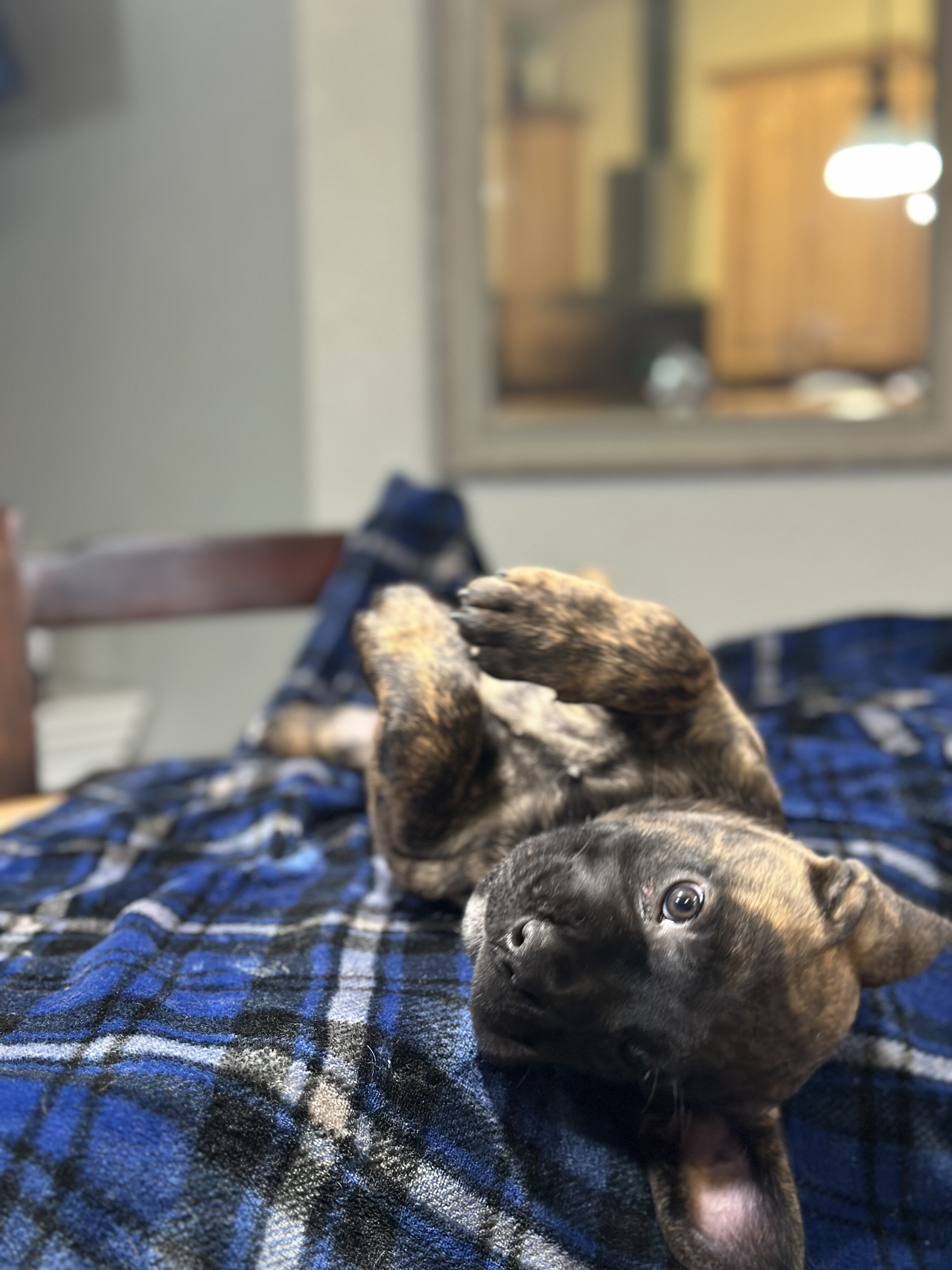 AKC Cane Corso image 3