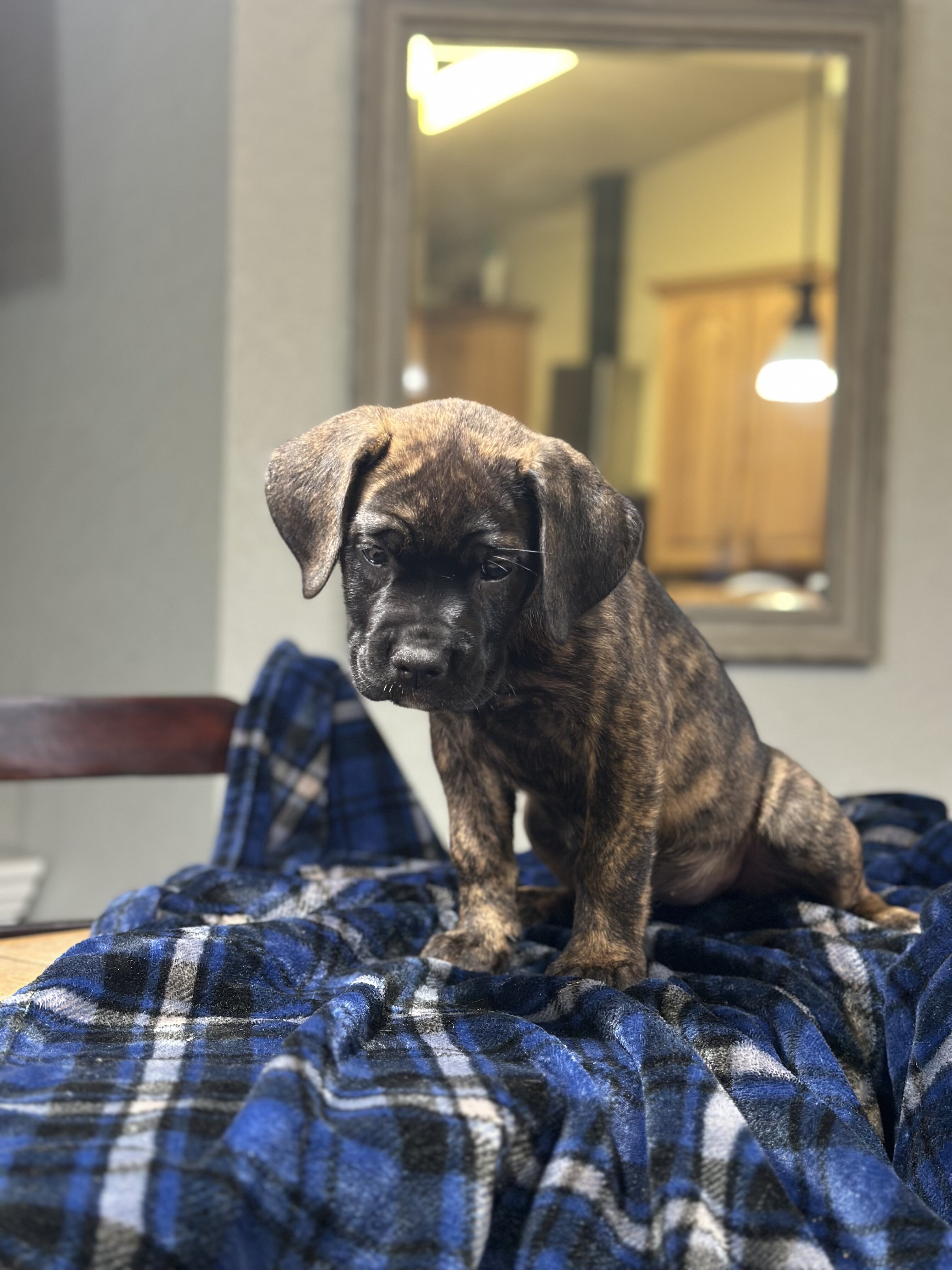 AKC Cane Corso image 1