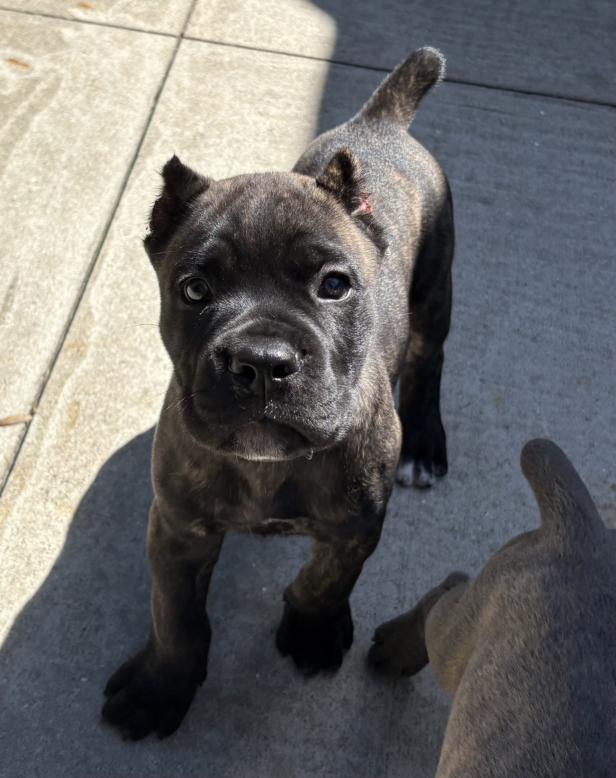 AKC Cane Corso puppies image 1