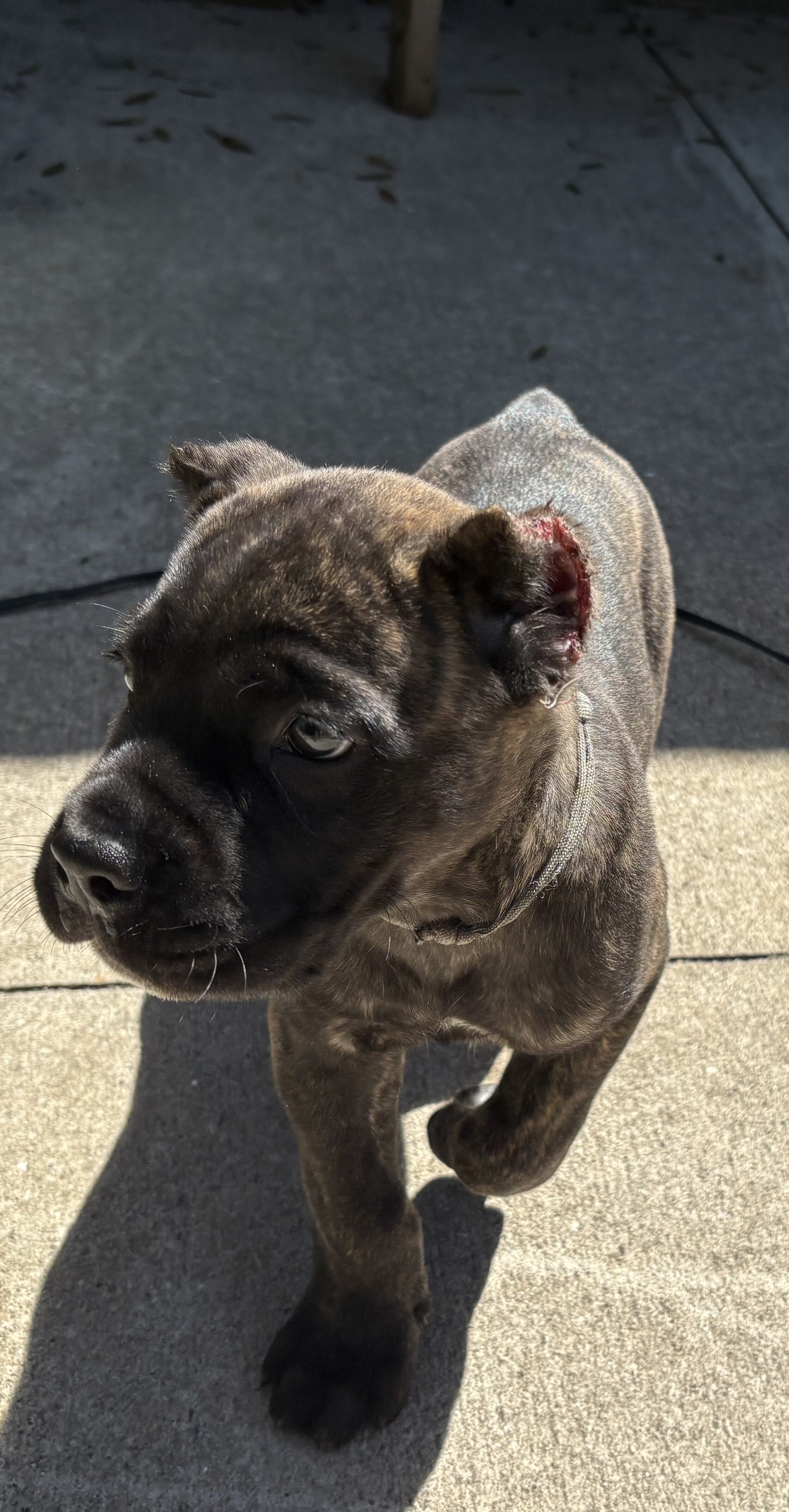 AKC Cane Corso puppies image 4