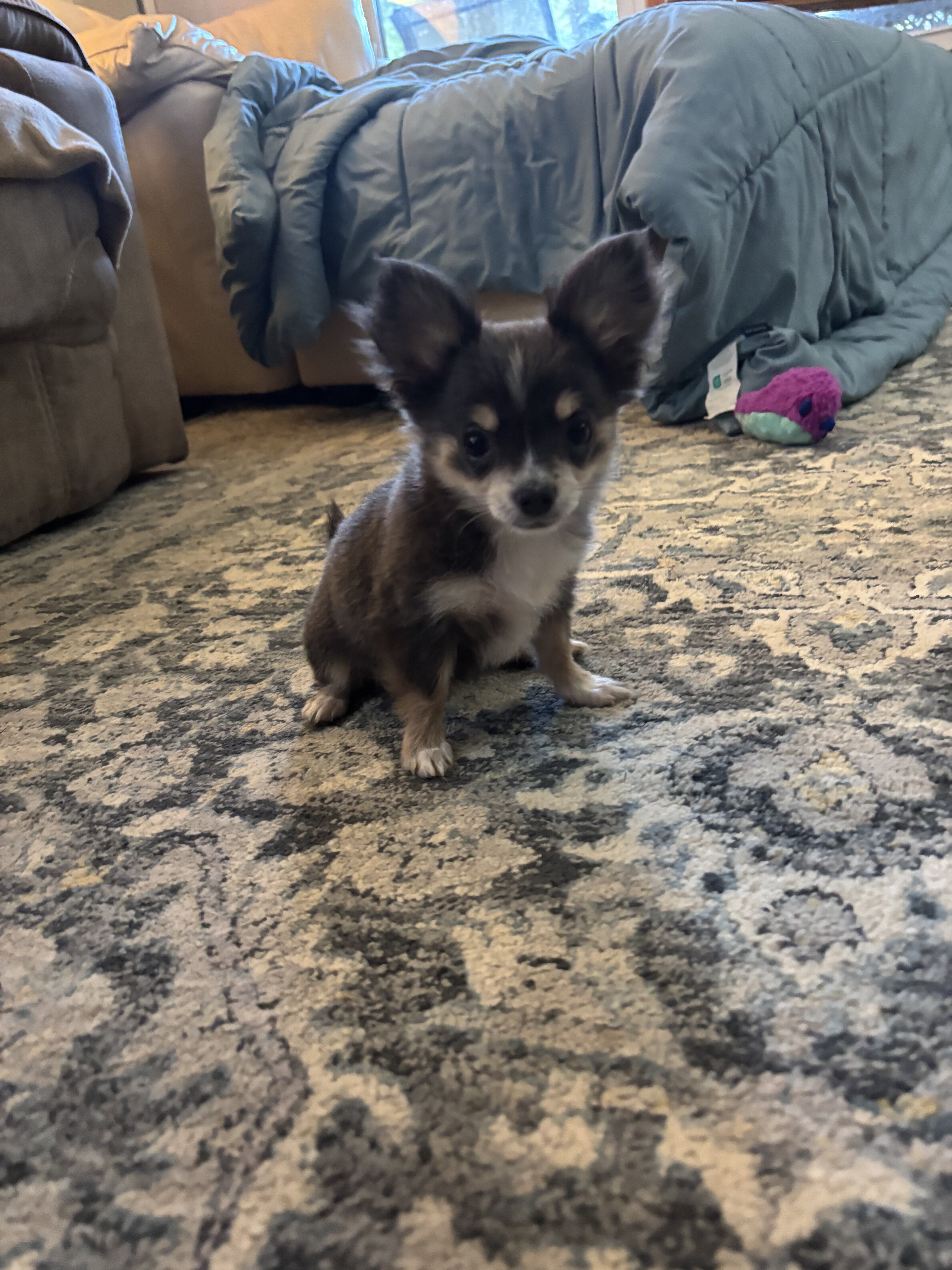 Chihuahuas full AKC blue and chocolate tris image 1