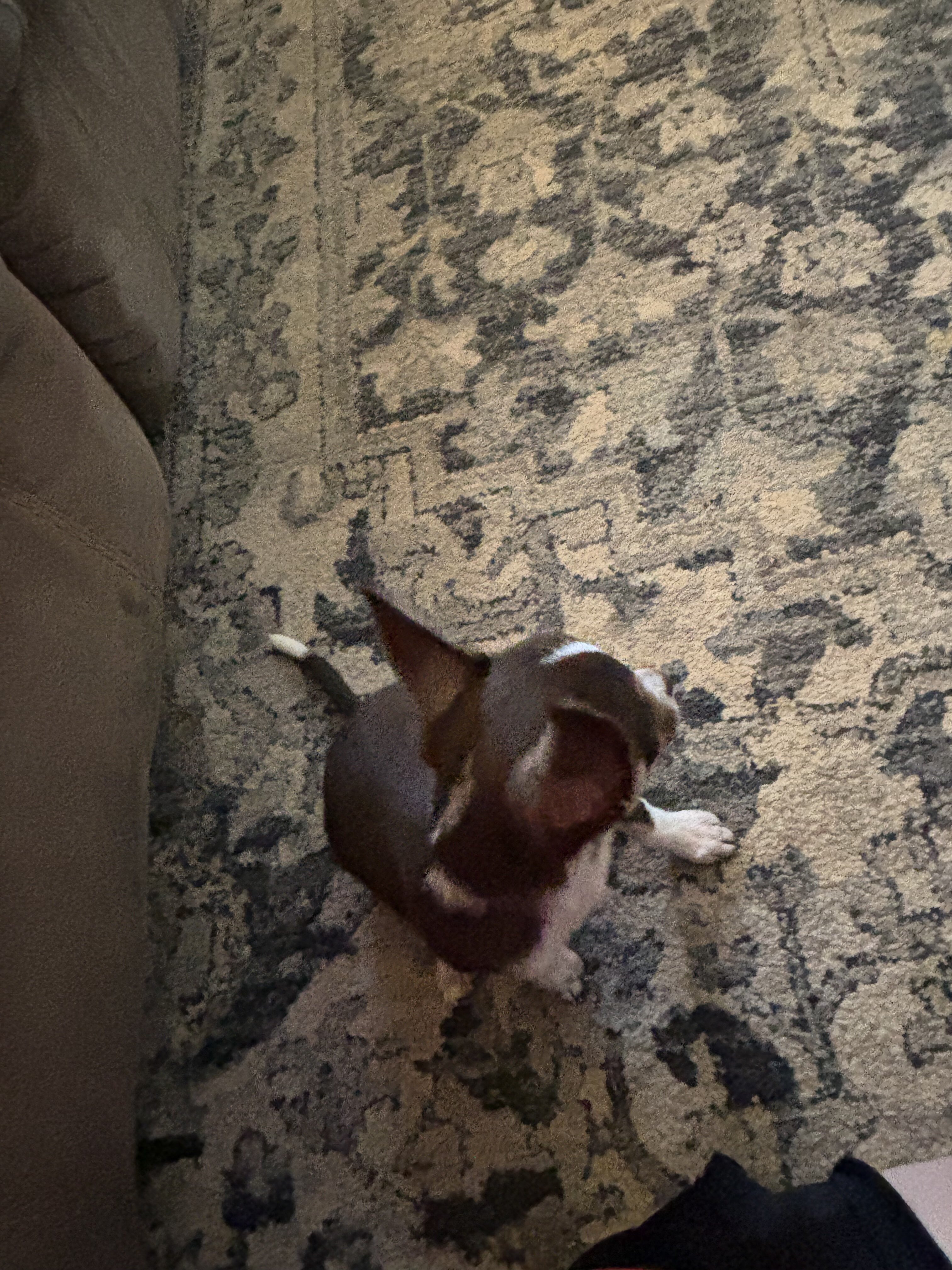 Chihuahuas full AKC blue and chocolate tris image 8