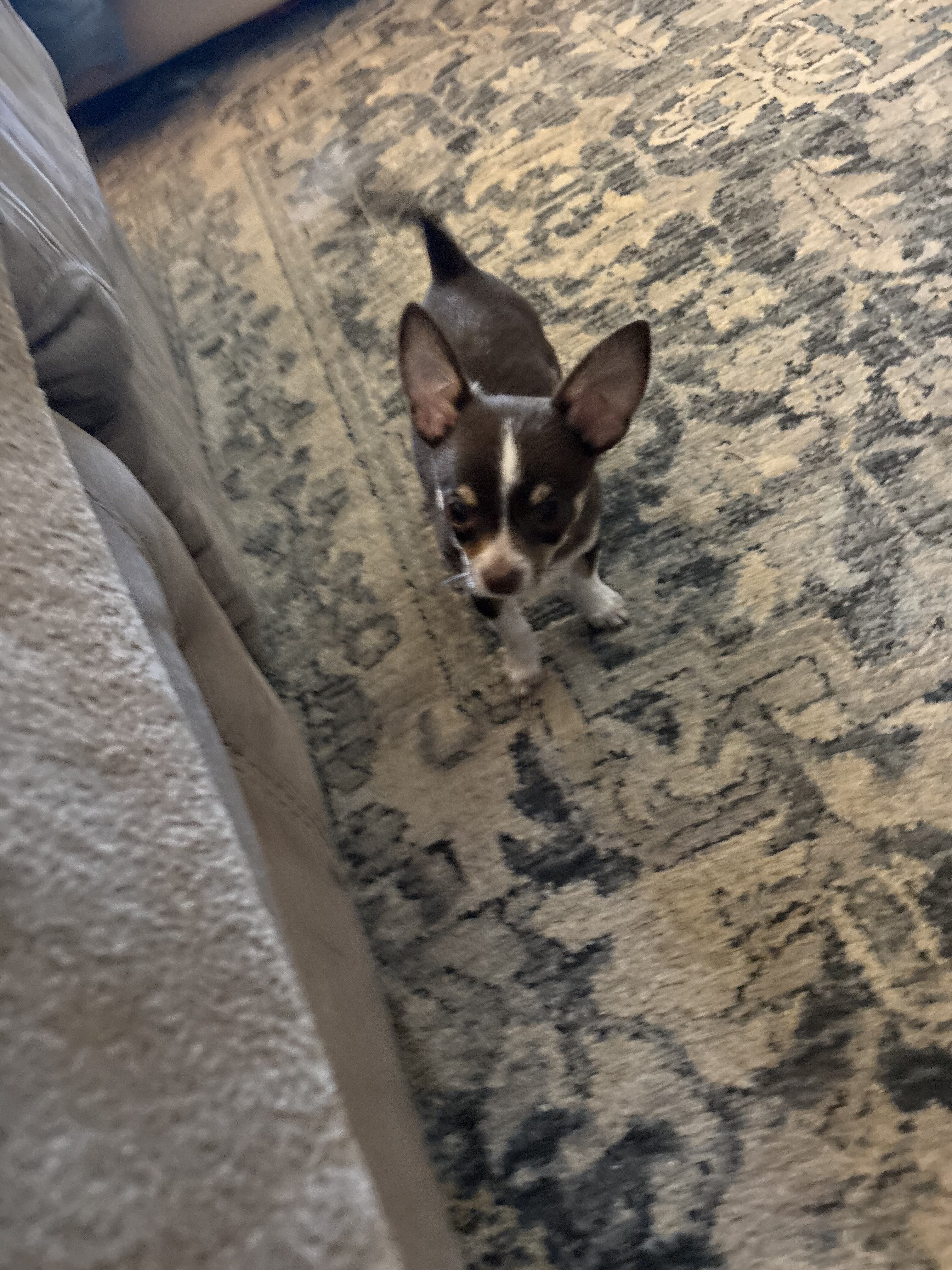 Chihuahuas full AKC blue and chocolate tris image 9