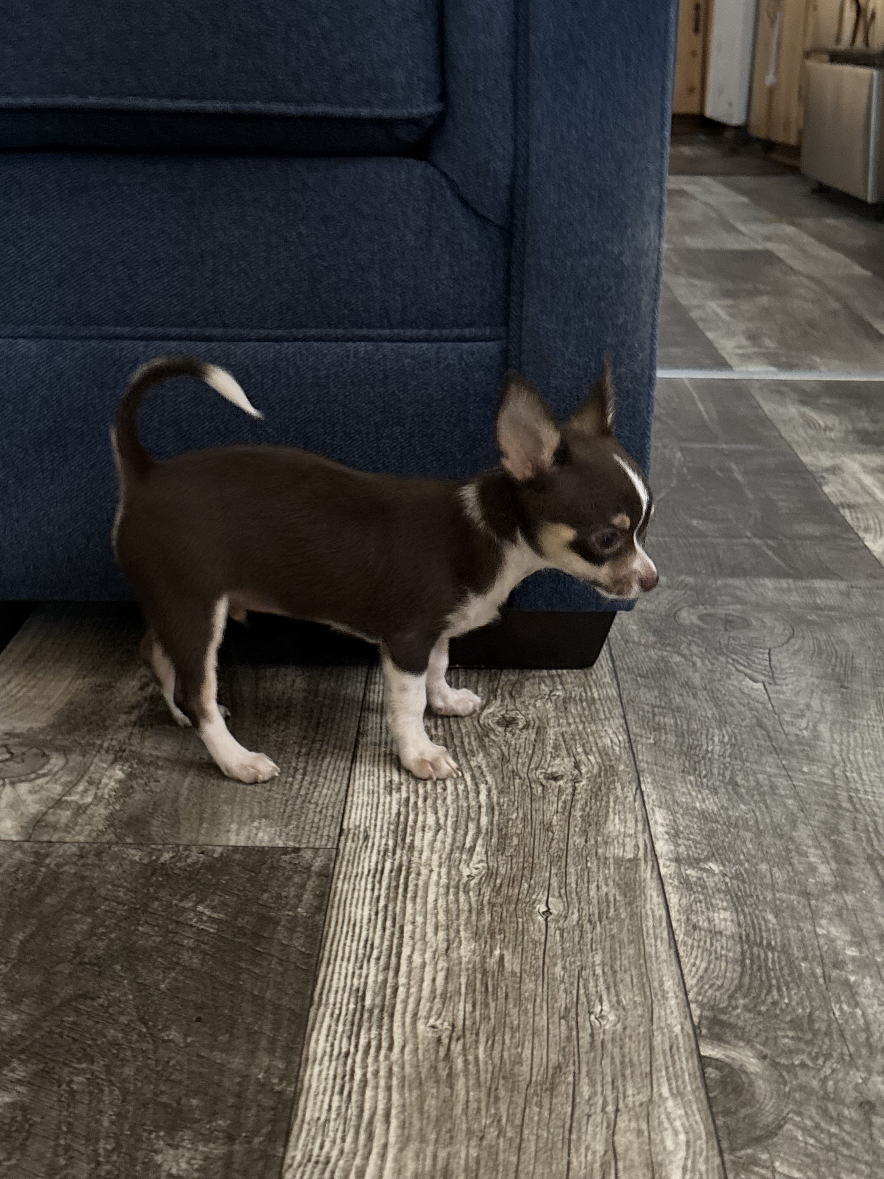 Chihuahuas full AKC blue and chocolate tris image 7